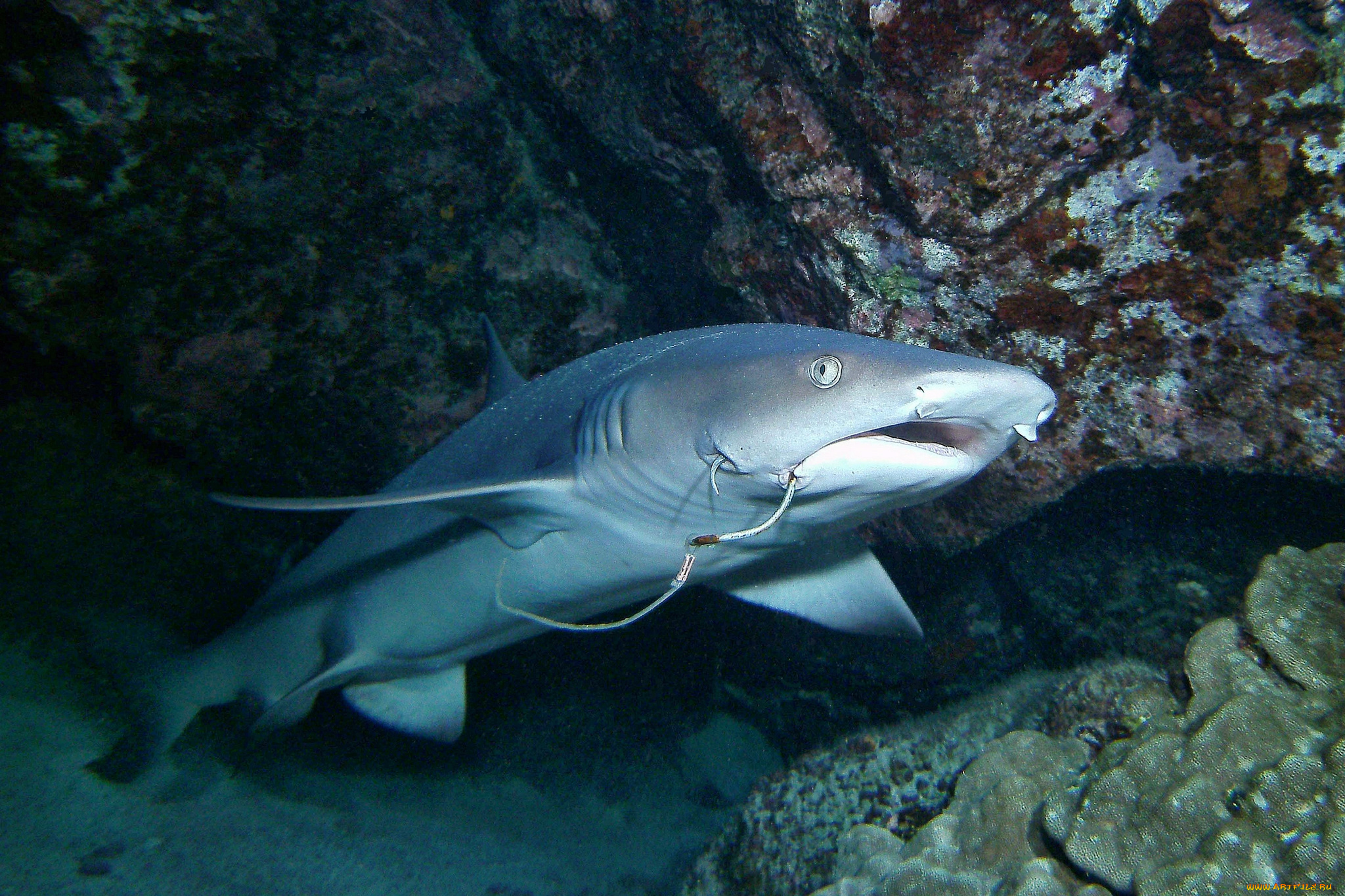 животные, акулы, океан, глубина, акула