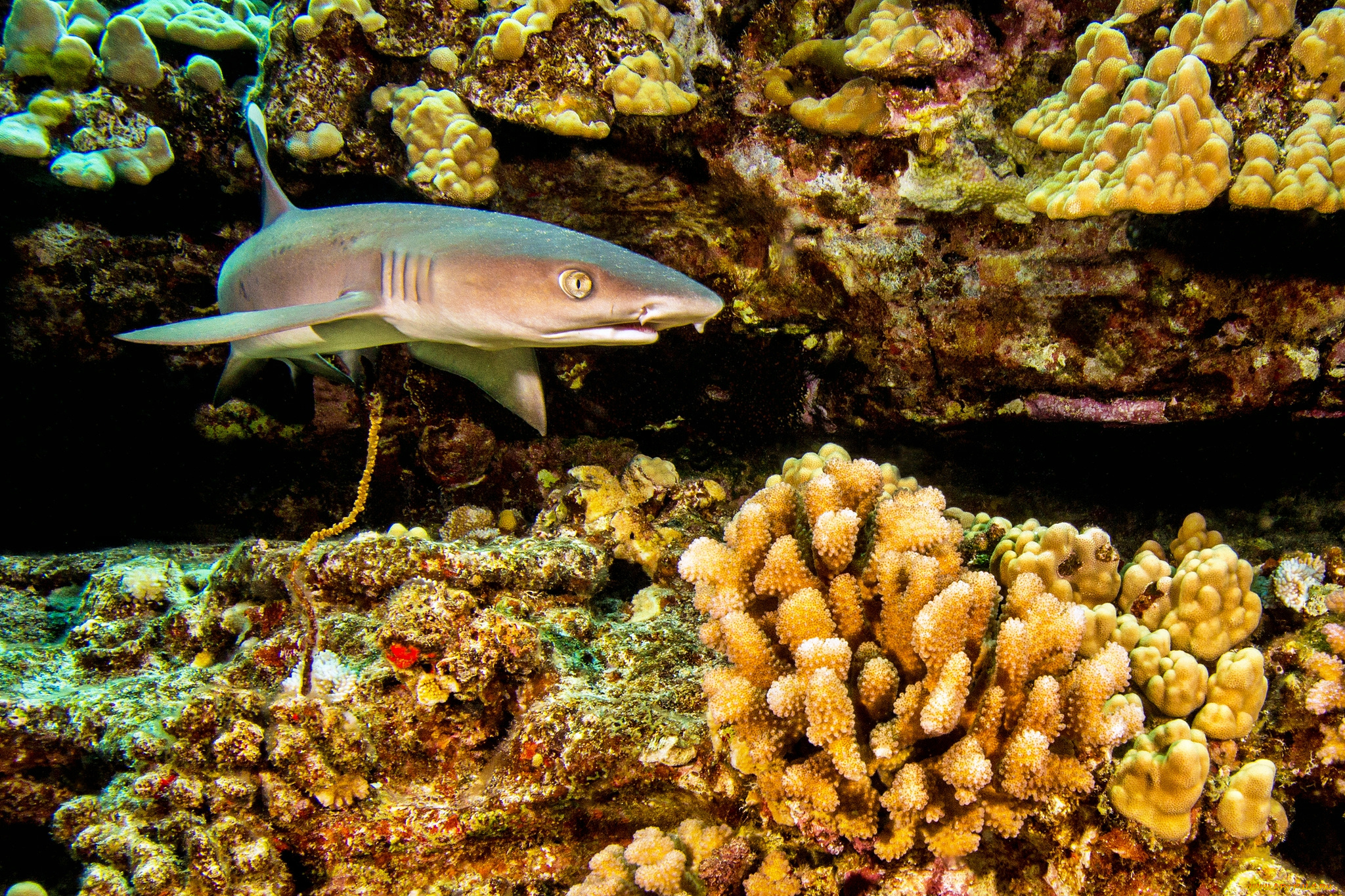 животные, акулы, океан, глубина, акула