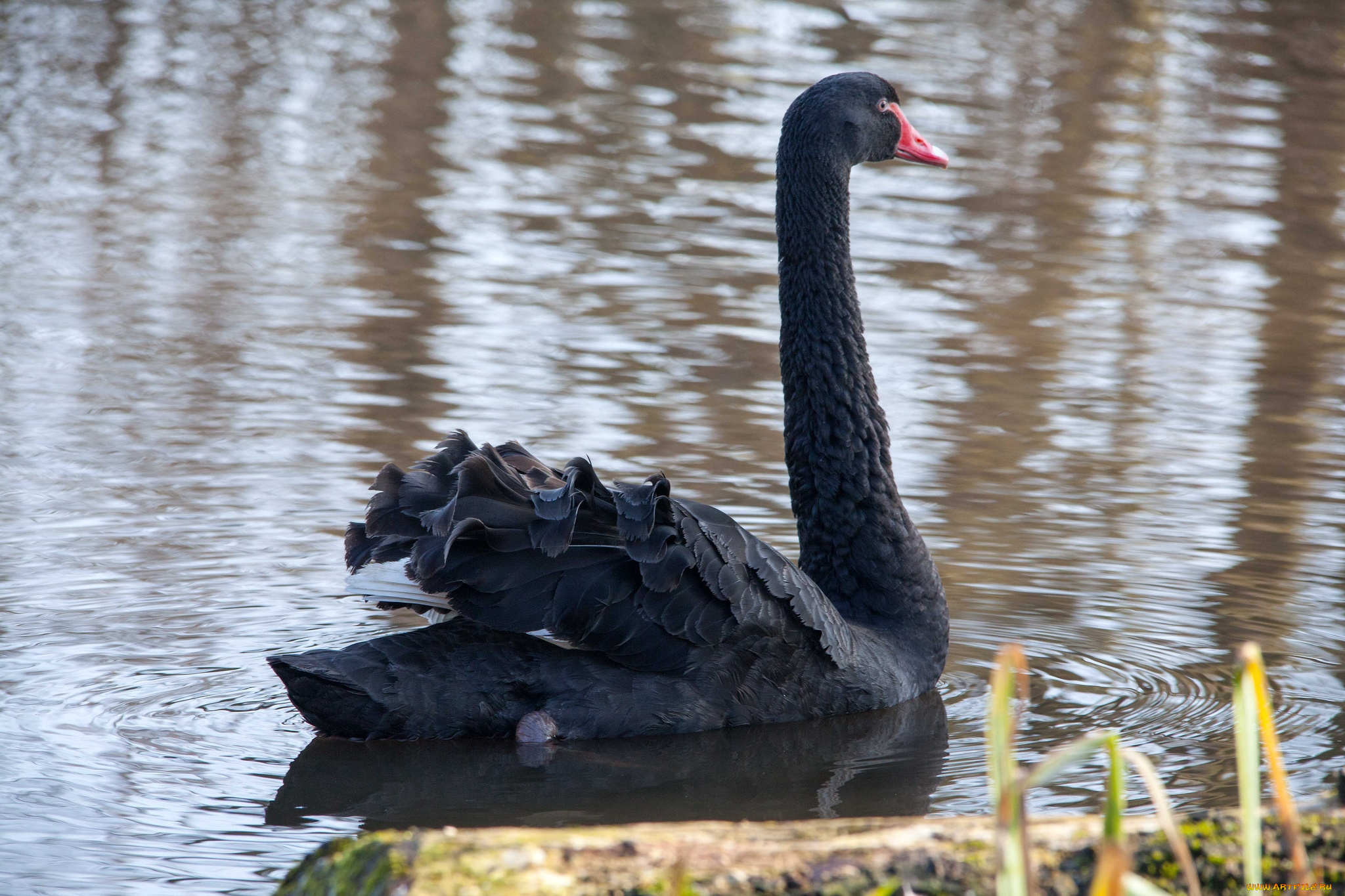 животные, лебеди, черный