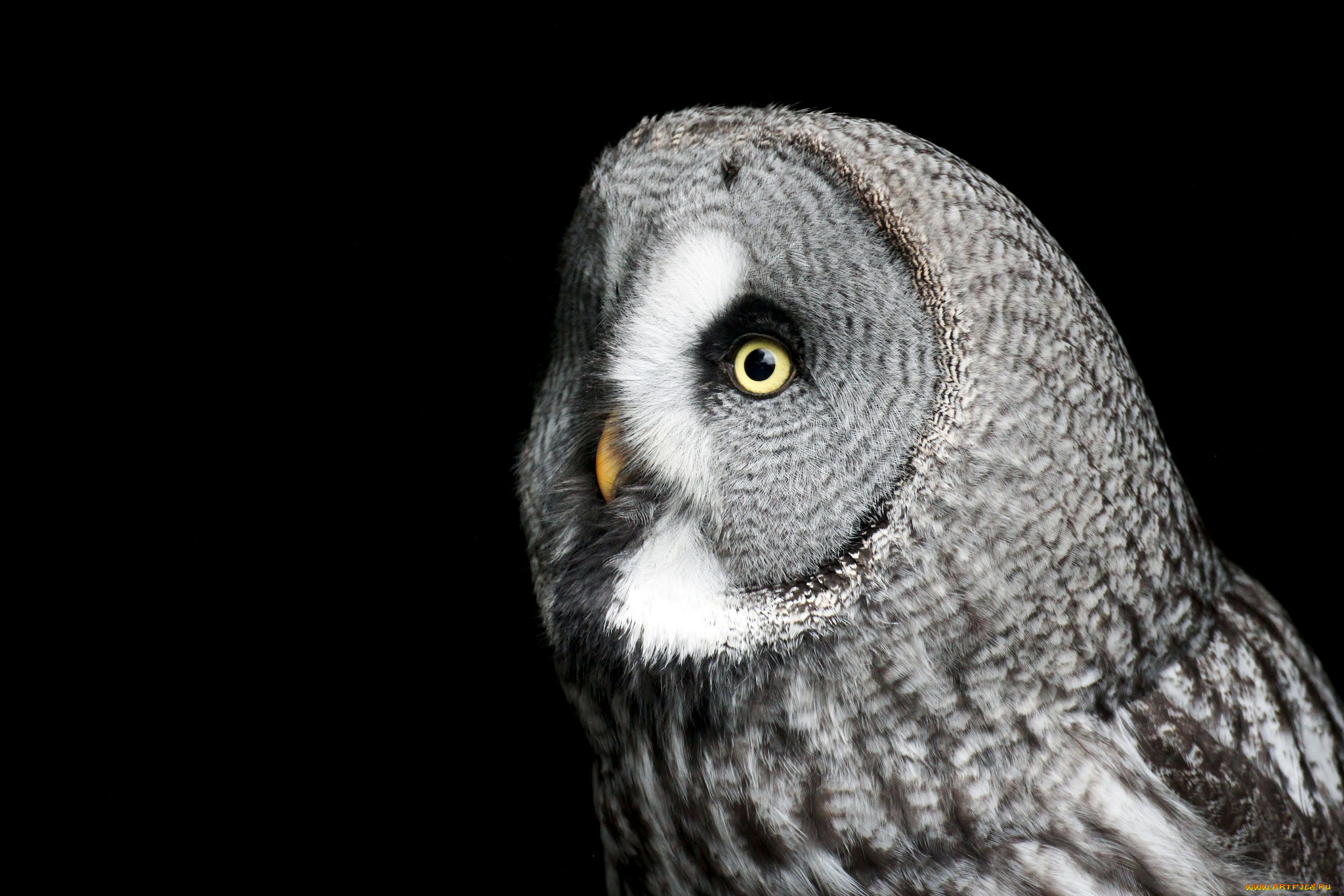 животные, совы, бородатая, неясыть