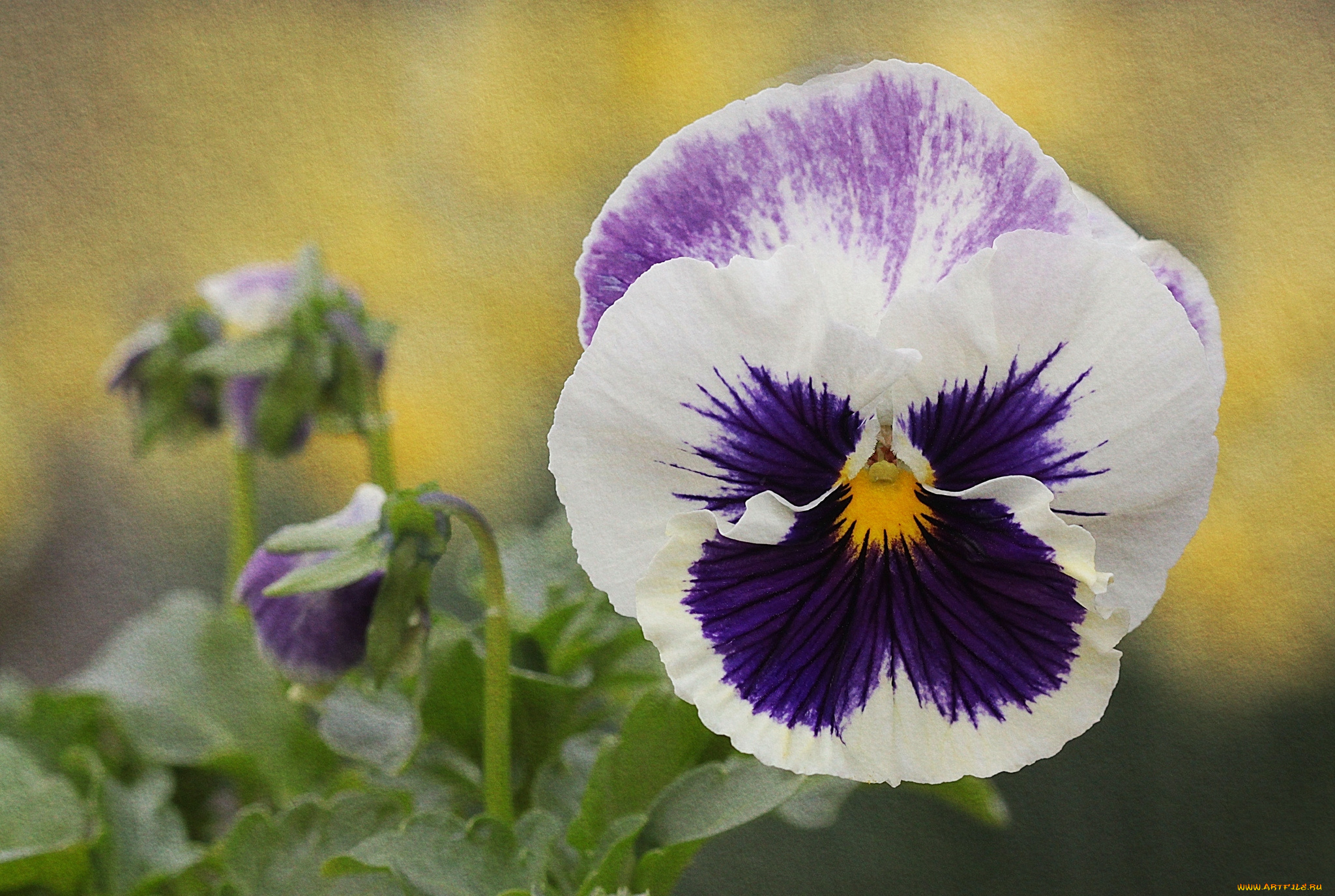 цветы, анютины, глазки, , садовые, фиалки, макро