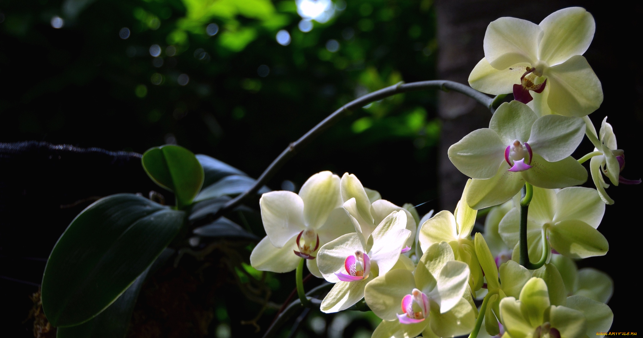 цветы, орхидеи, экзотика