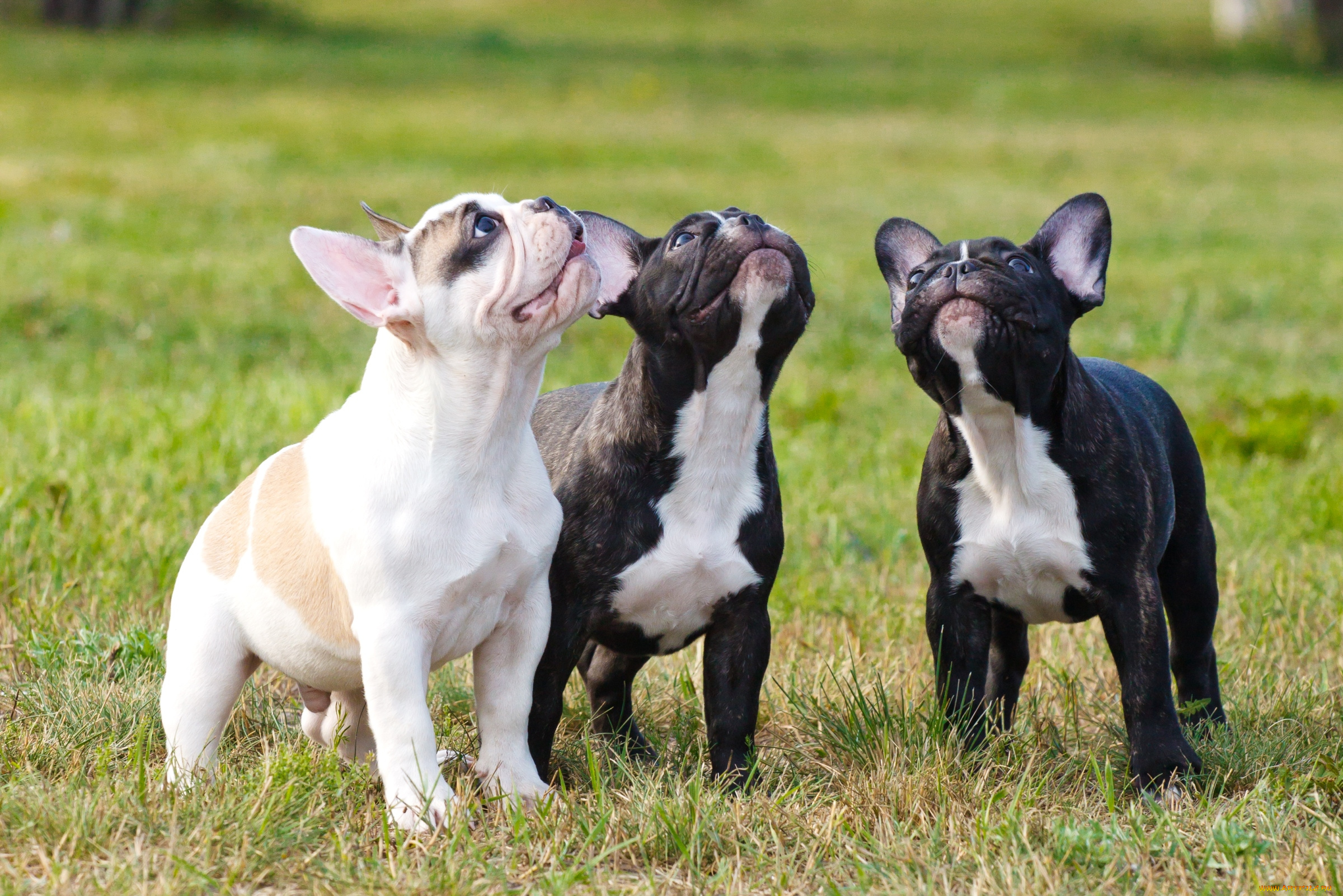 животные, собаки, трио, щенки