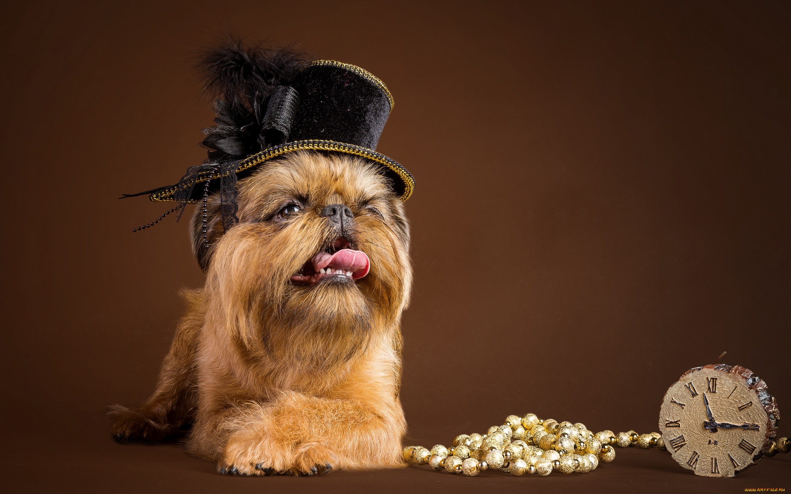 животные, собаки, бусы, собака, шляпка, часы