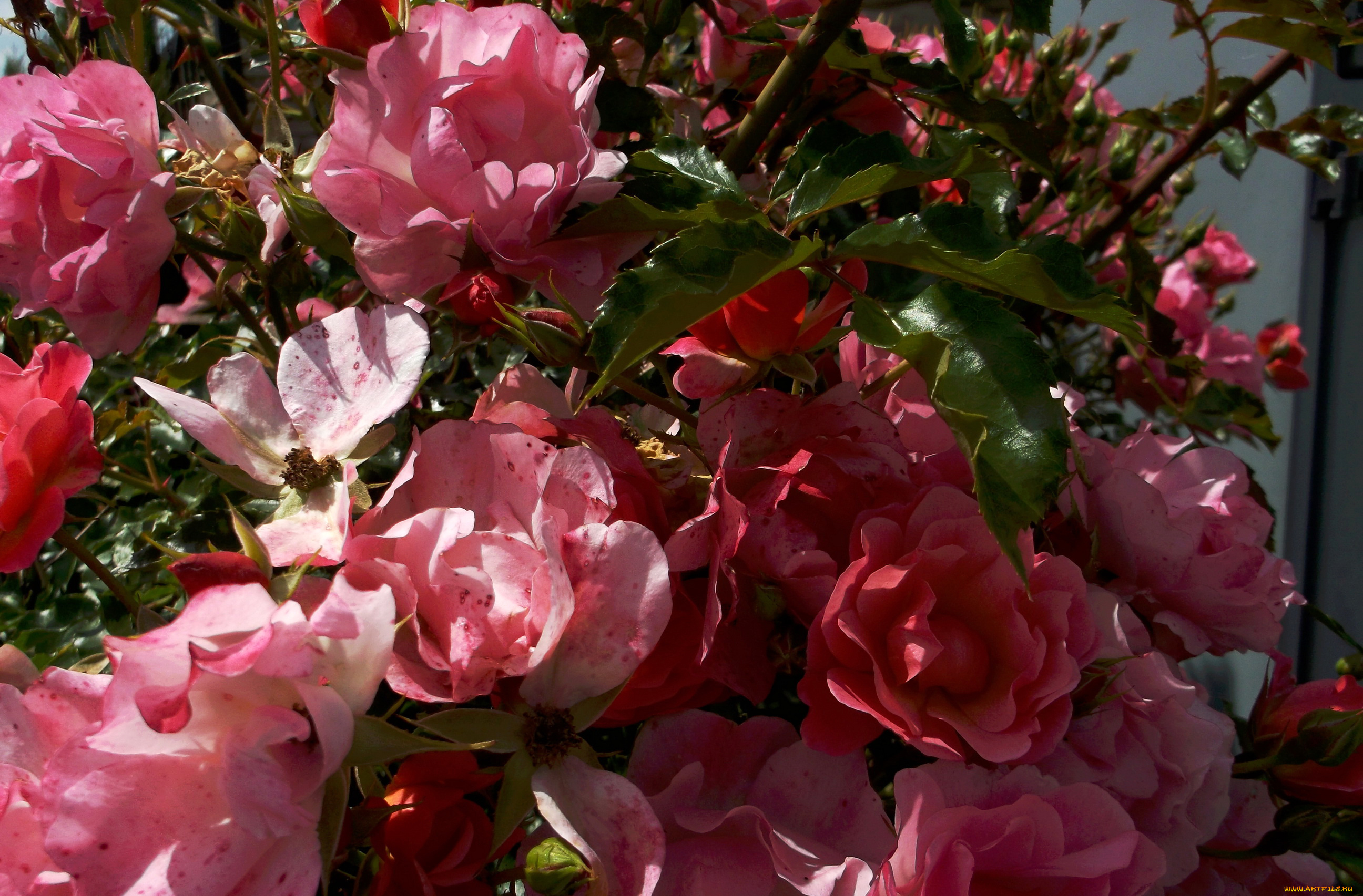 цветы, розы, сад, куст