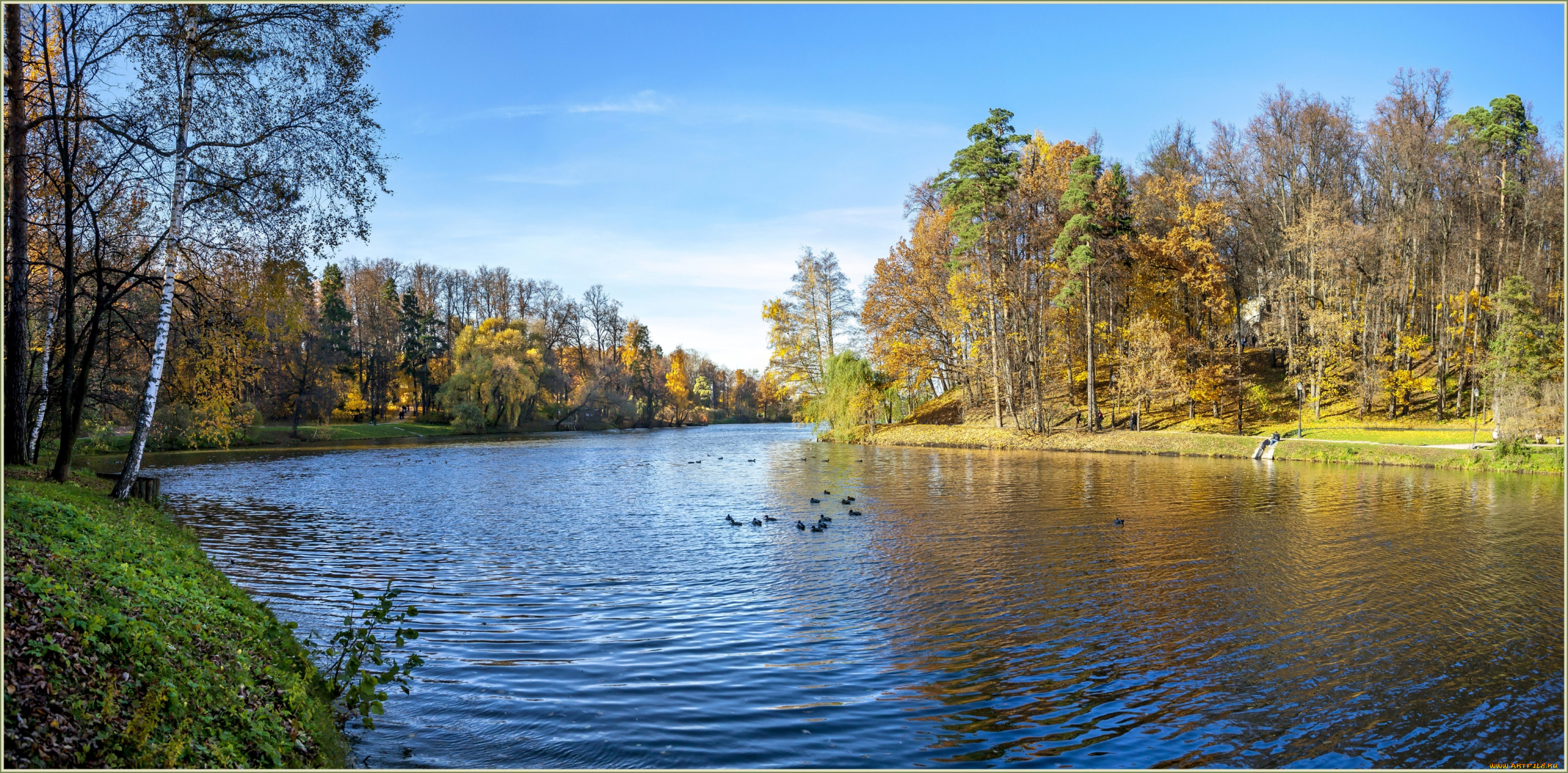 природа, парк, деревья, вода, лебеди