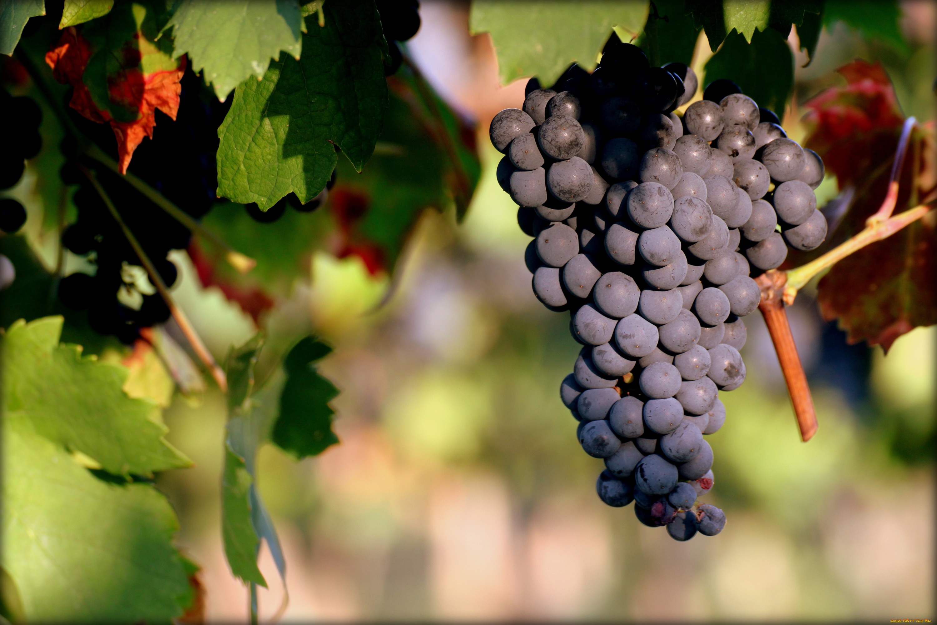 природа, Ягоды, , виноград, лоза