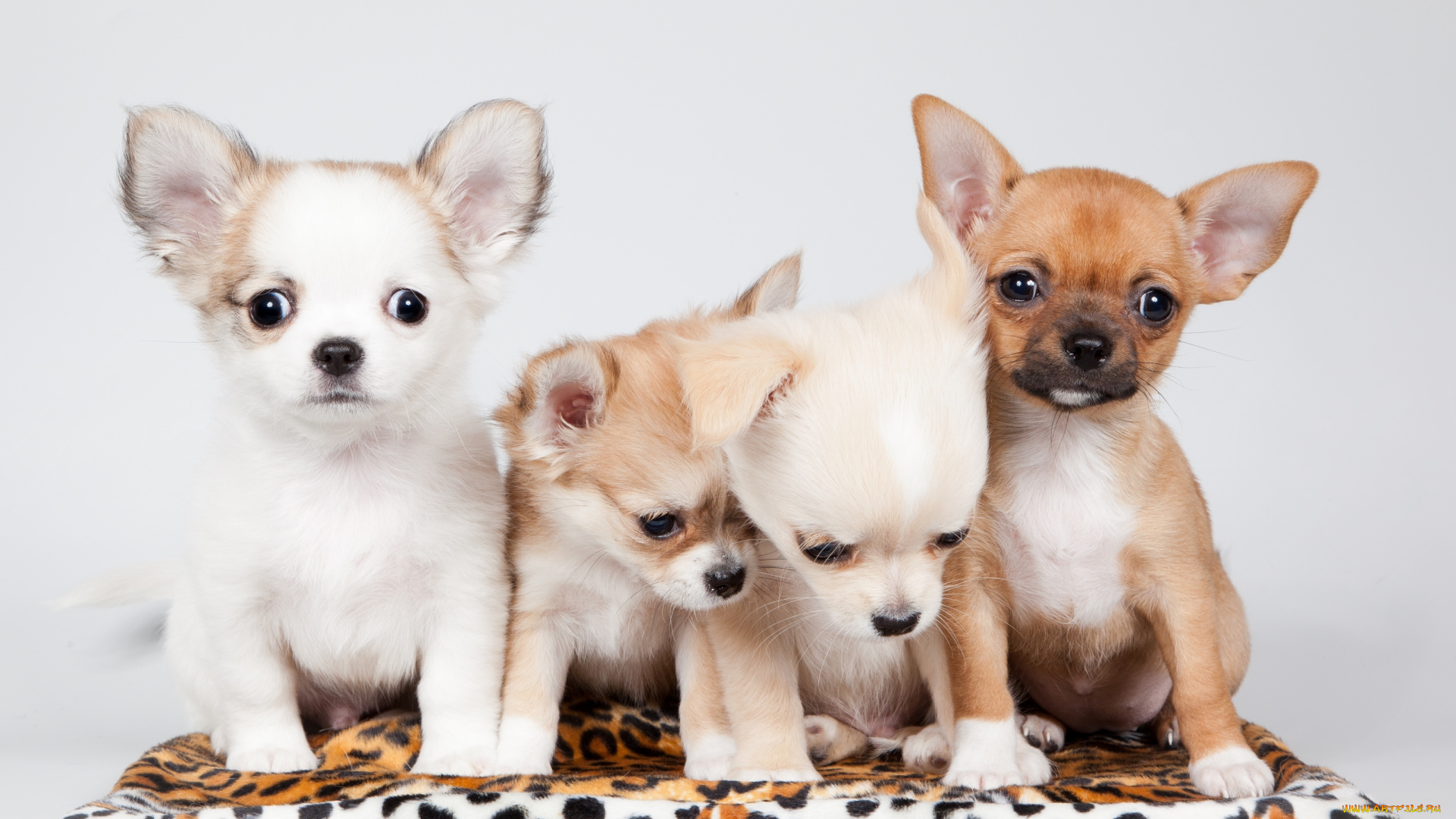 животные, собаки, квартет, малыши, щенки