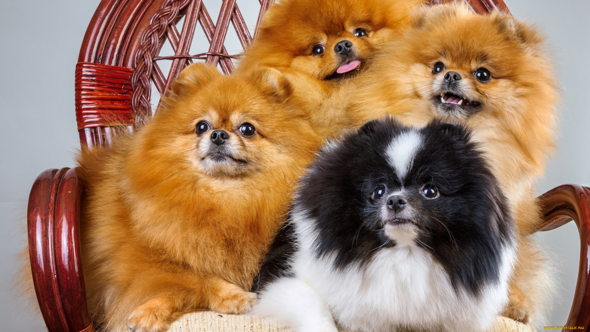 животные, собаки, пушистые, квартет, шпиц
