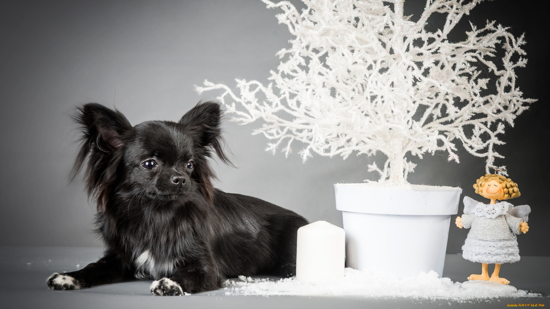 животные, собаки, щенок, ангел, черный