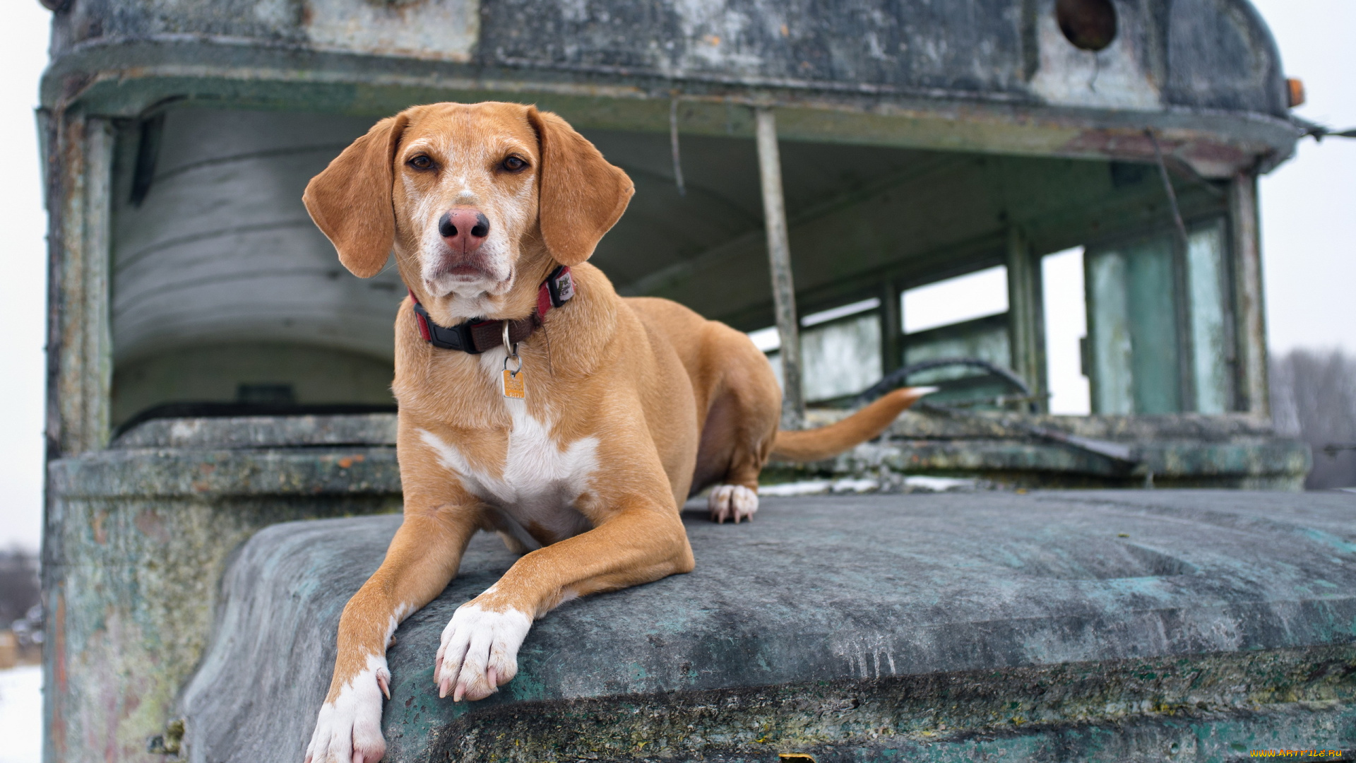 животные, собаки, взгляд, друг, собака