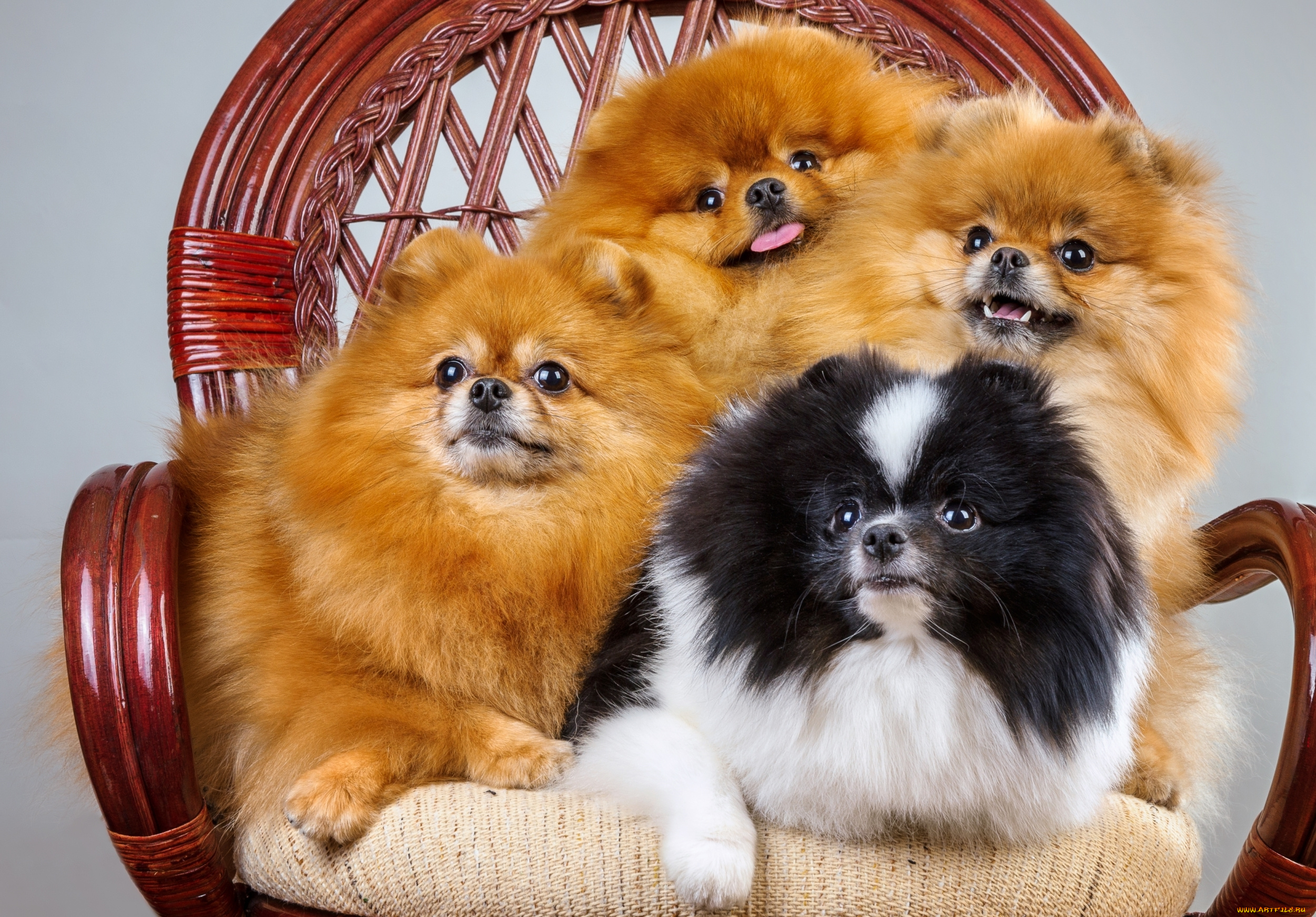 животные, собаки, пушистые, квартет, шпиц