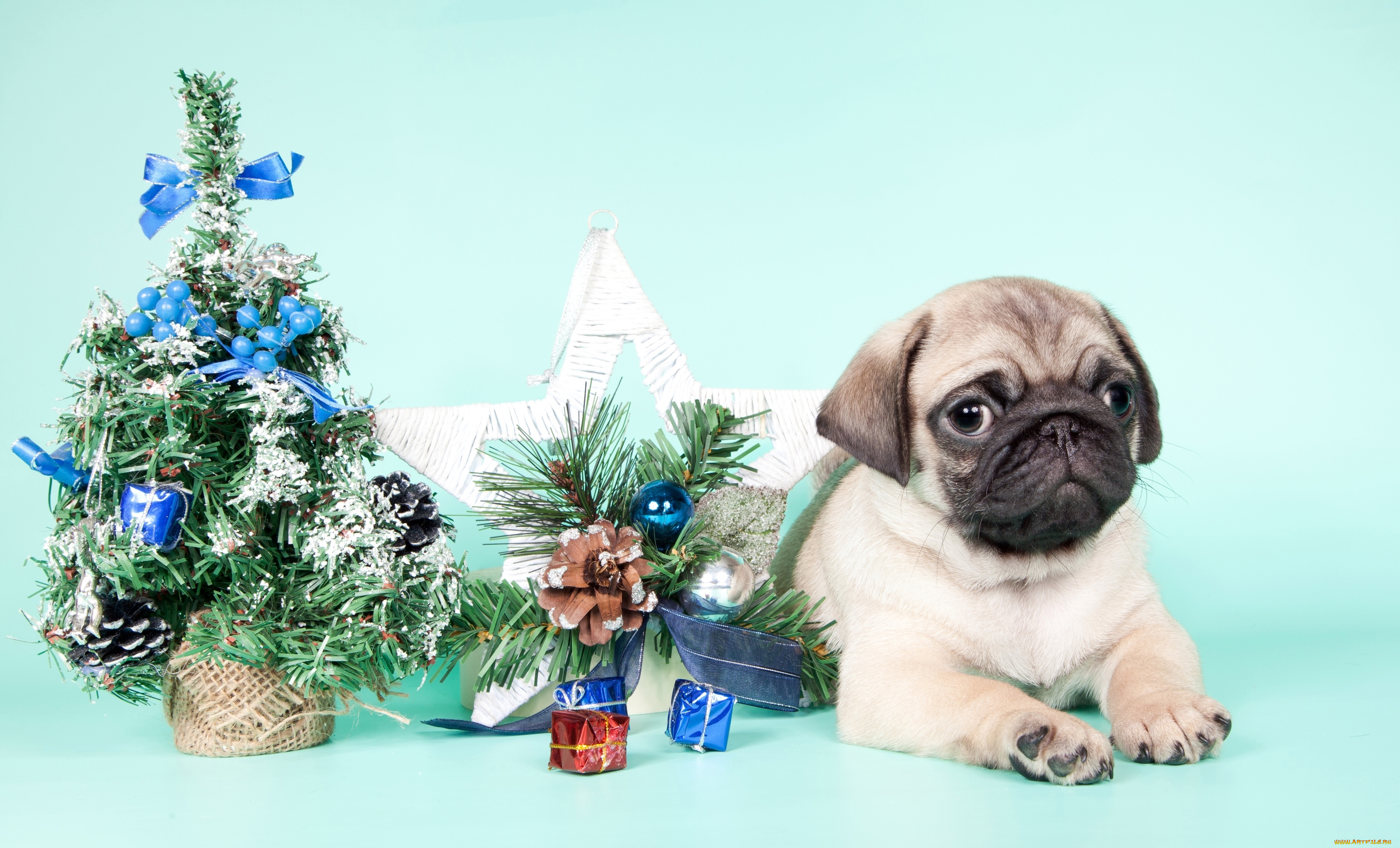животные, собаки, новый, год, елка, щенок