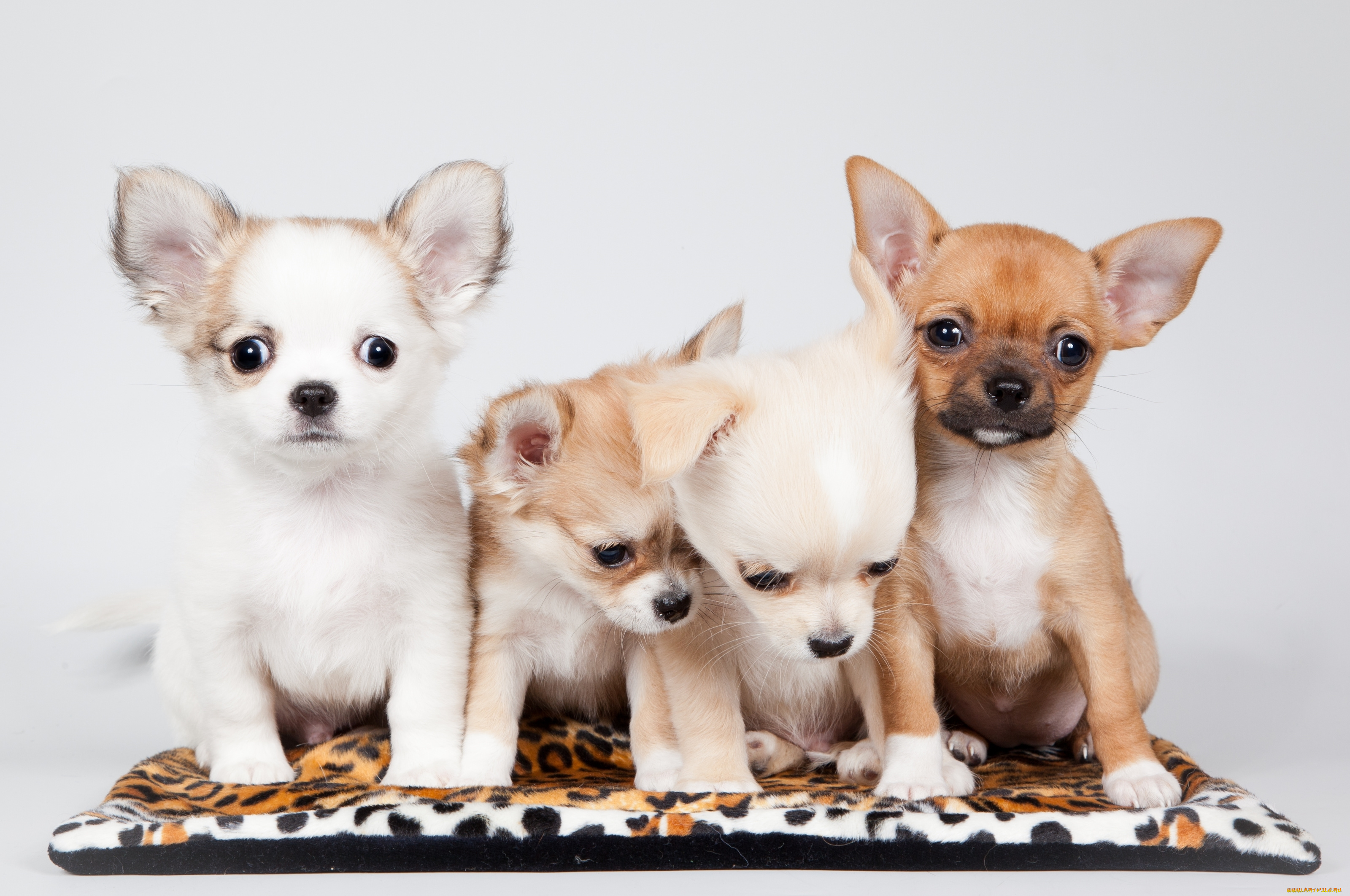 животные, собаки, квартет, малыши, щенки