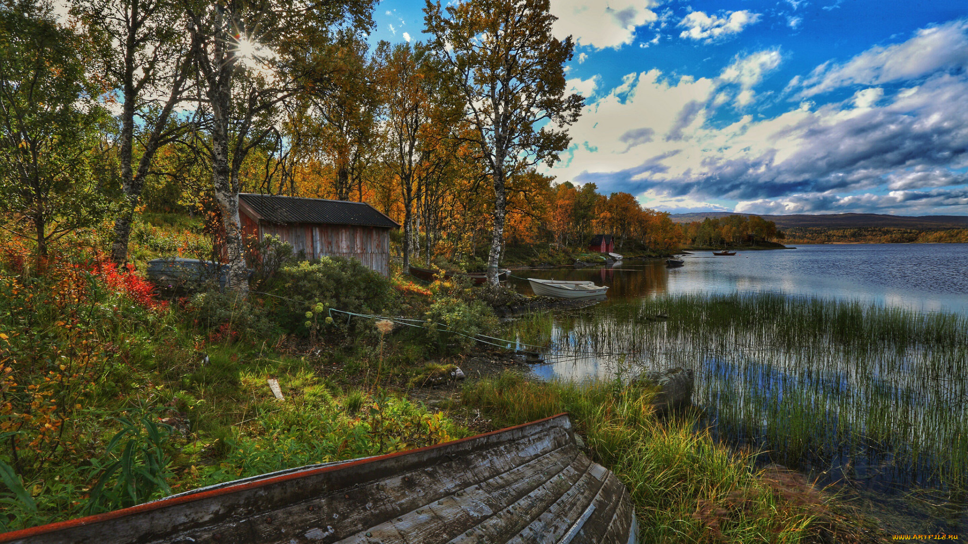 природа, реки, озера, лес, река