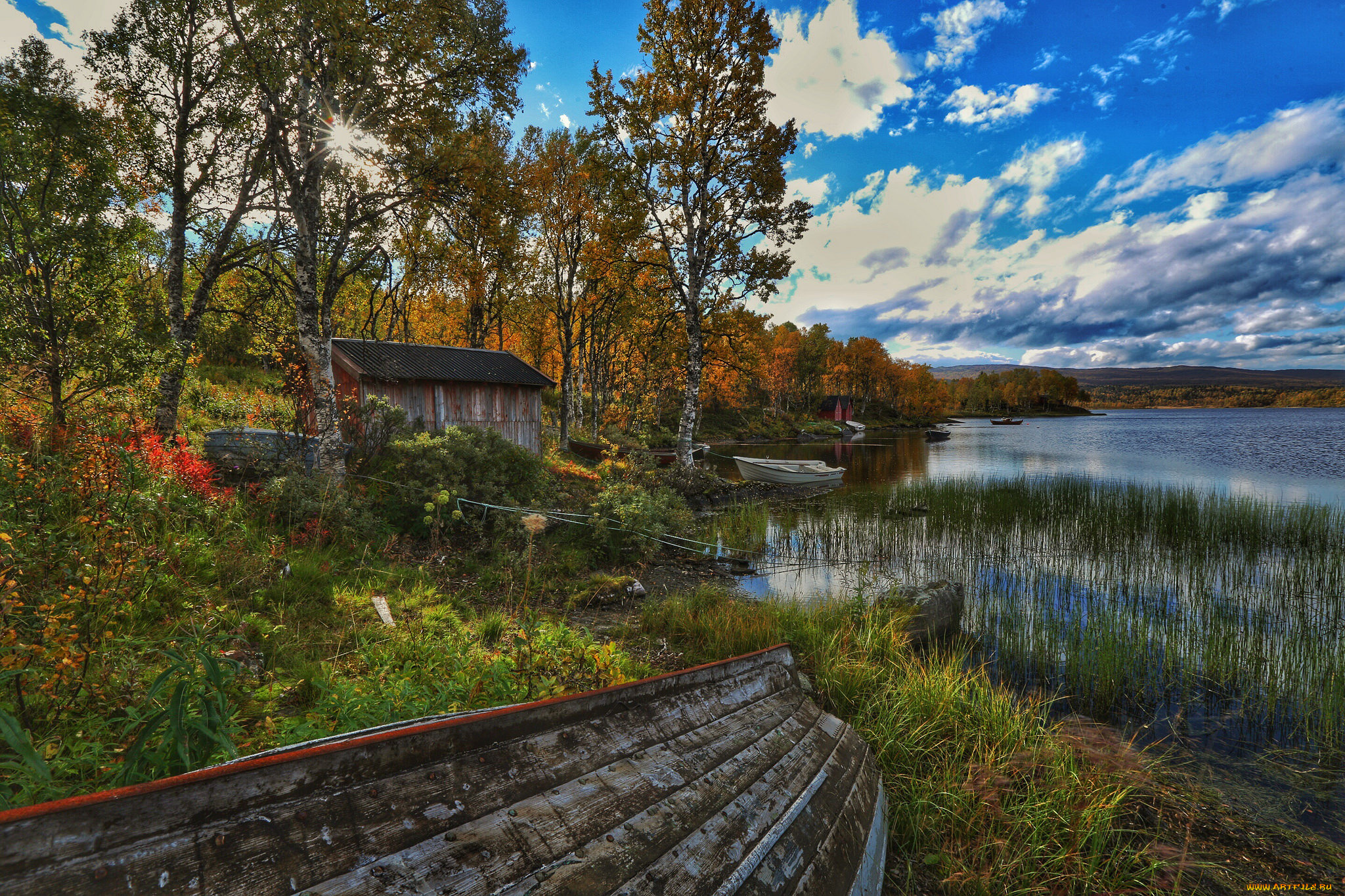 природа, реки, озера, лес, река