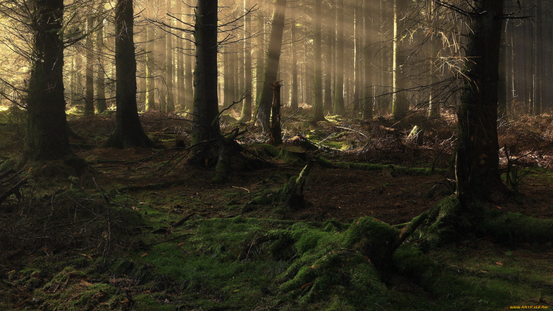 природа, лес, утро