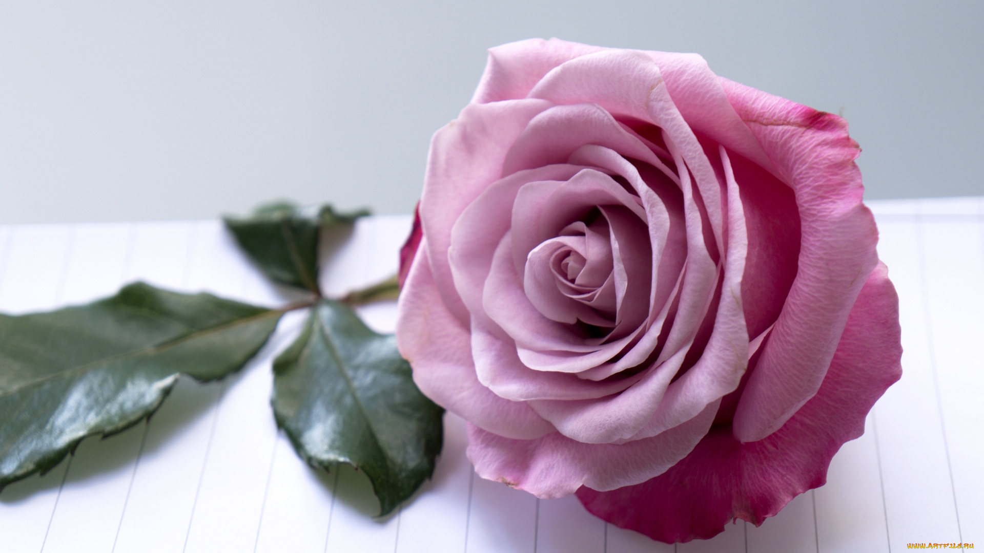 цветы, розы, макро