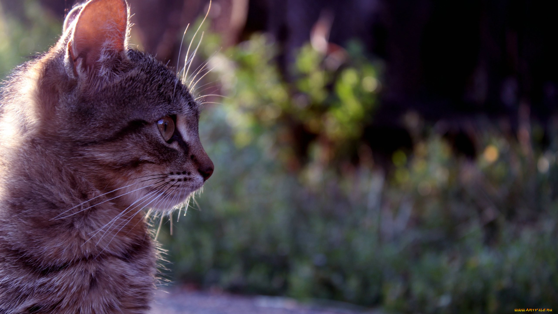 кот, животные, коты