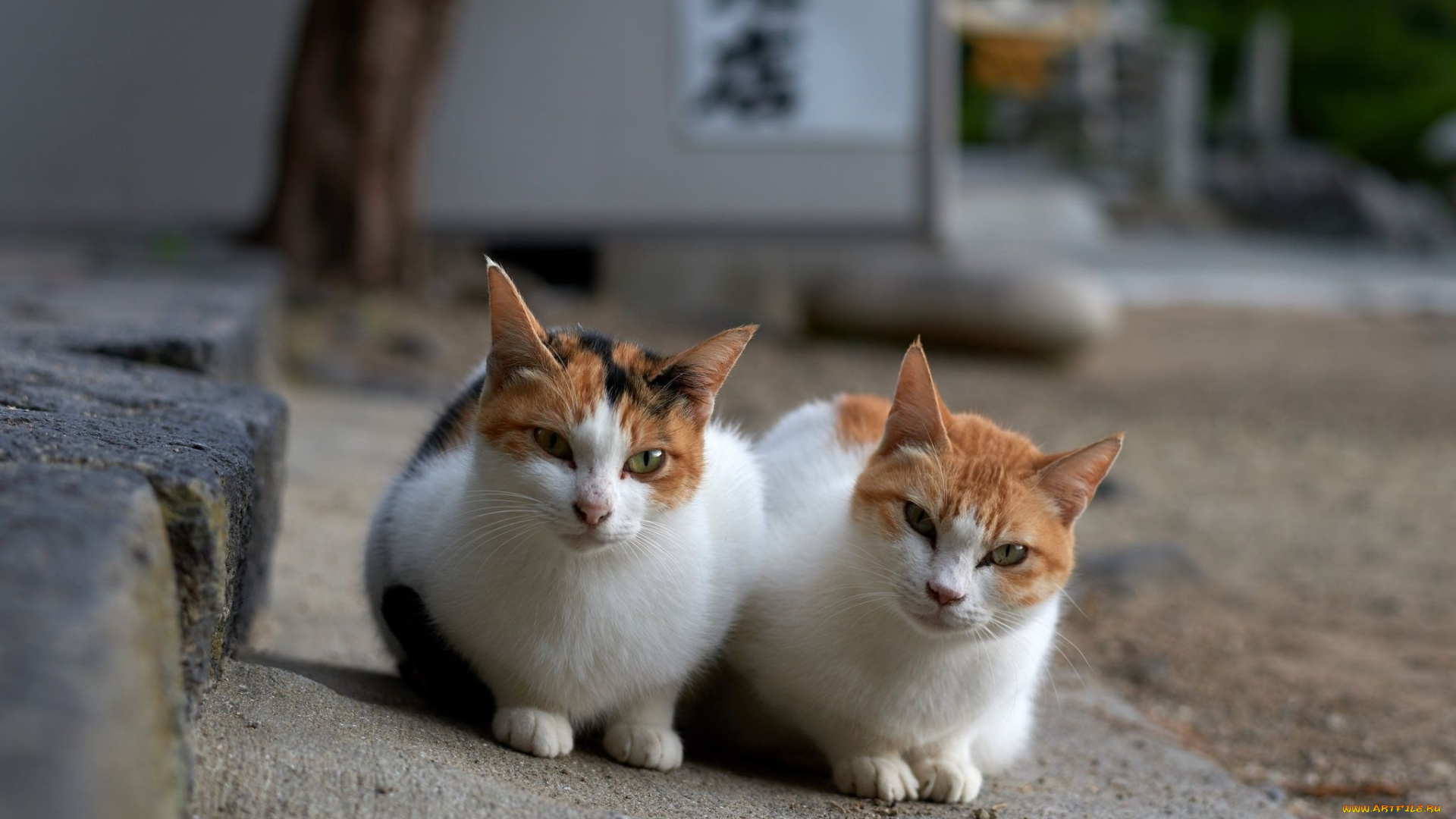 кот, животные, коты