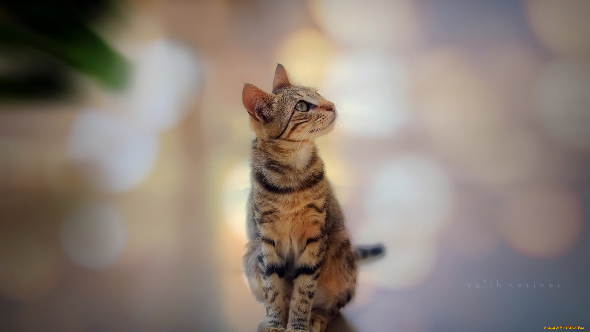 кот, животные, коты