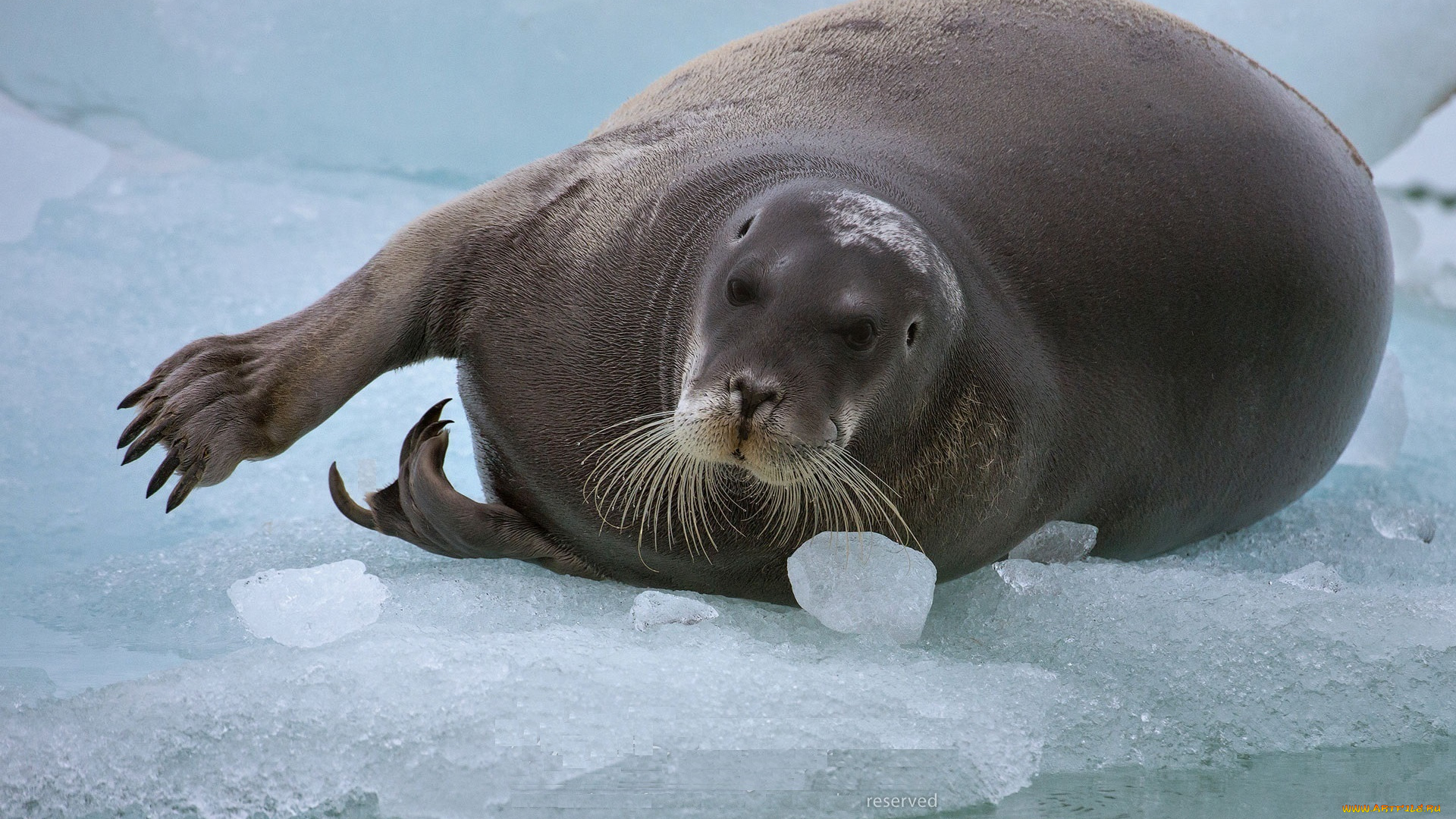лахтак, животные, тюлени, , морские, львы, , морские, котики, морской, заяц, тюлень, млекопитающее
