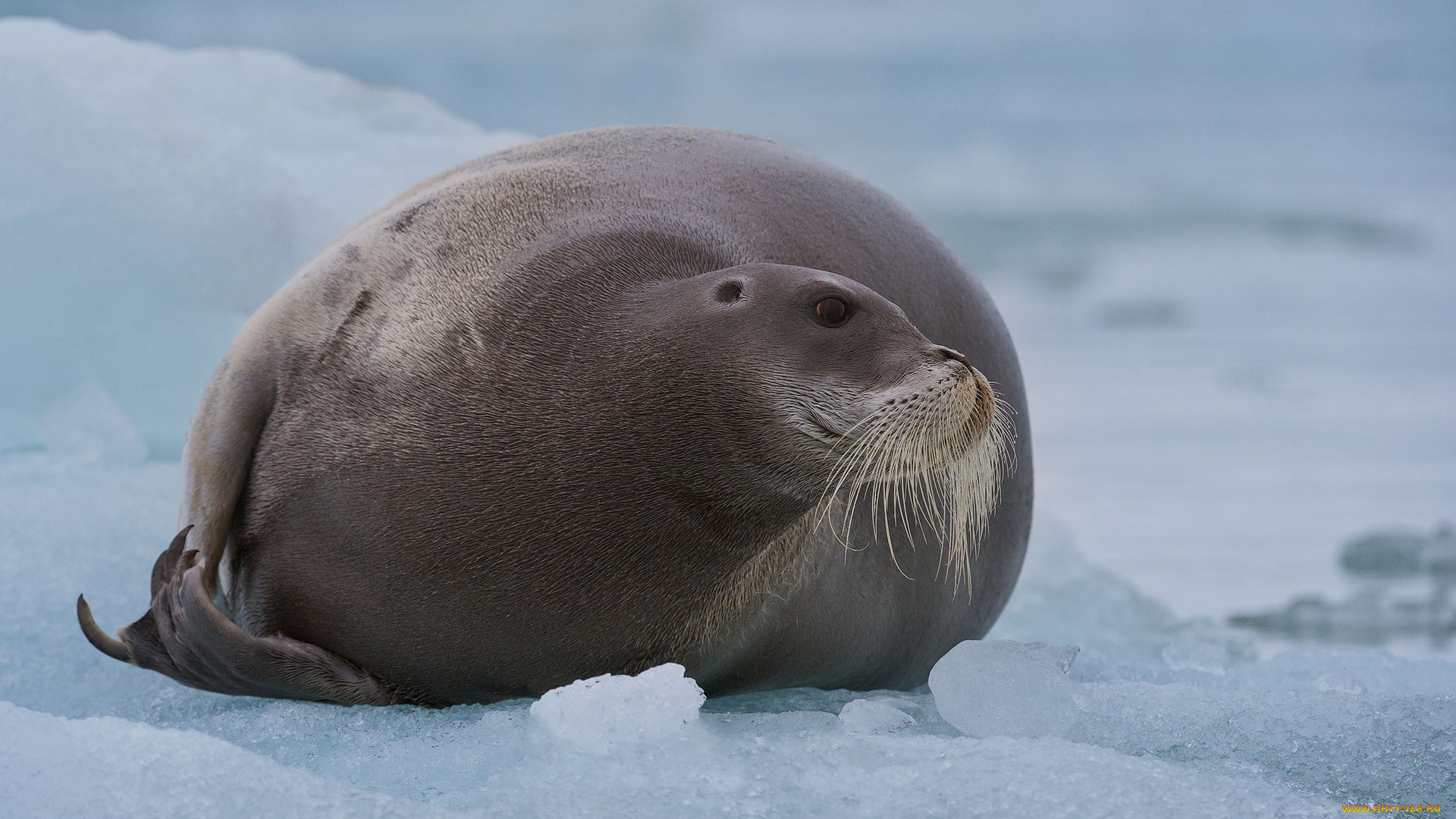 лахтак, животные, тюлени, , морские, львы, , морские, котики, морской, заяц, тюлень, млекопитающее