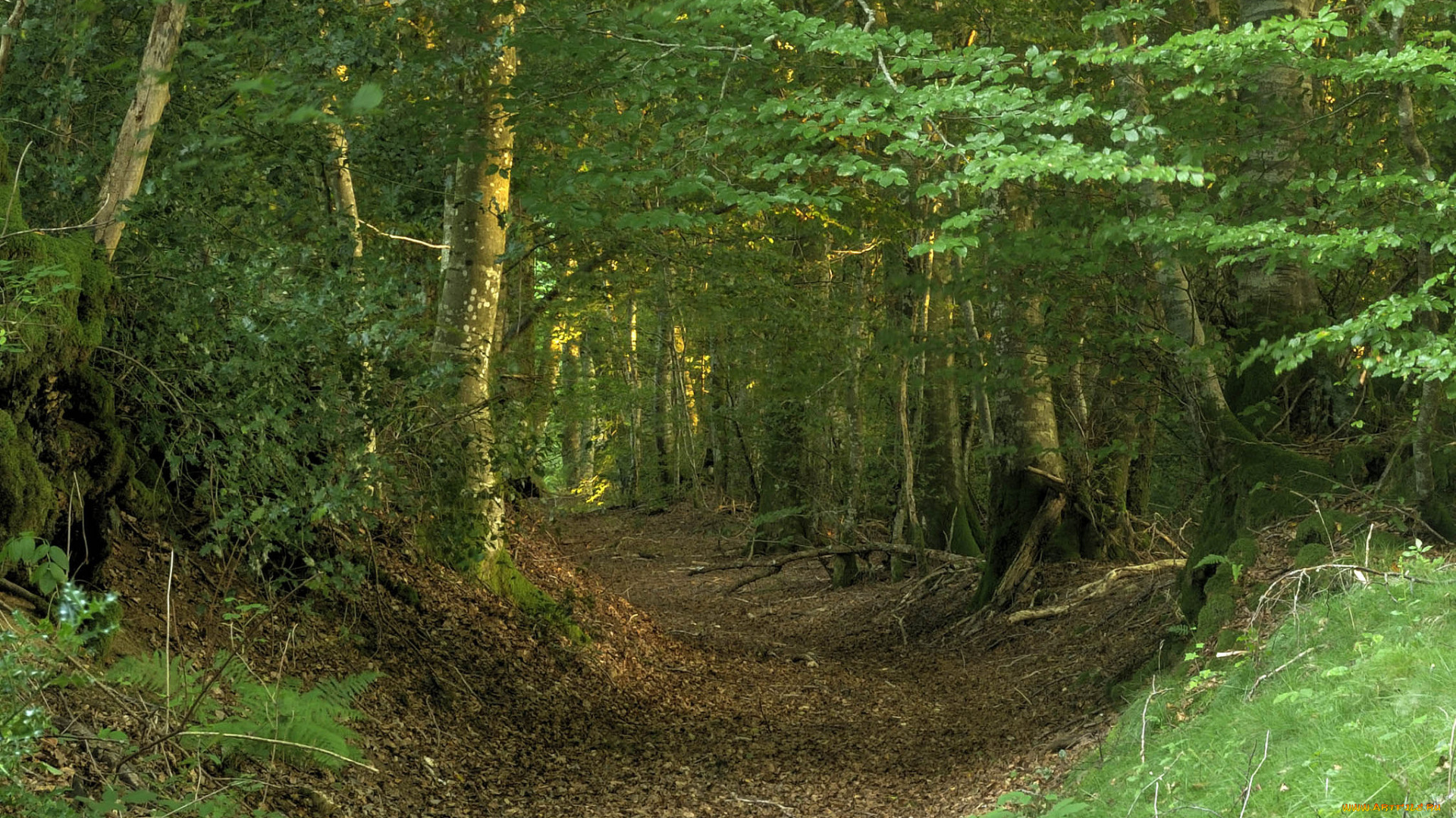 природа, дороги, простор