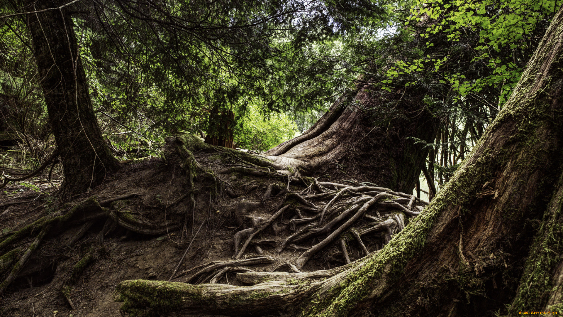 природа, лес, простор