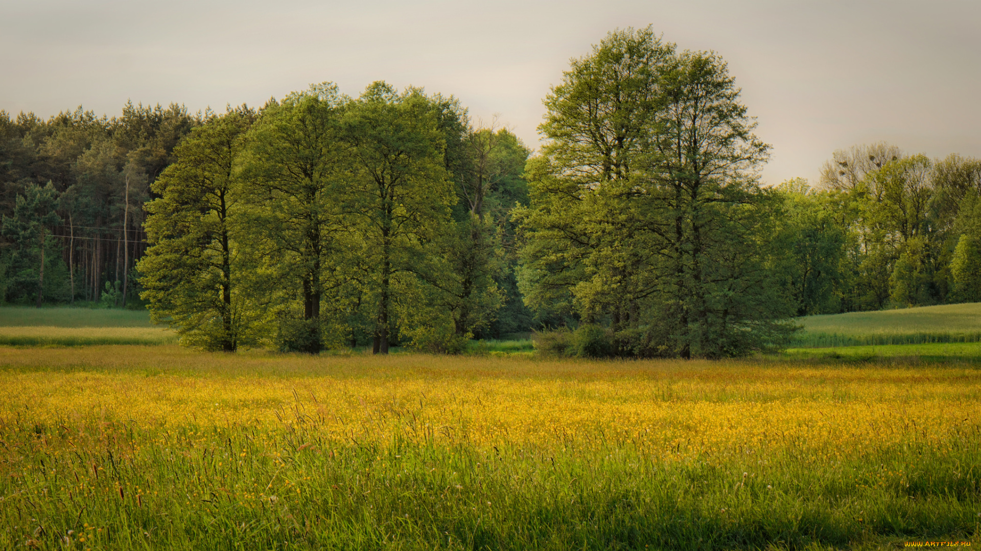 природа, луга, простор
