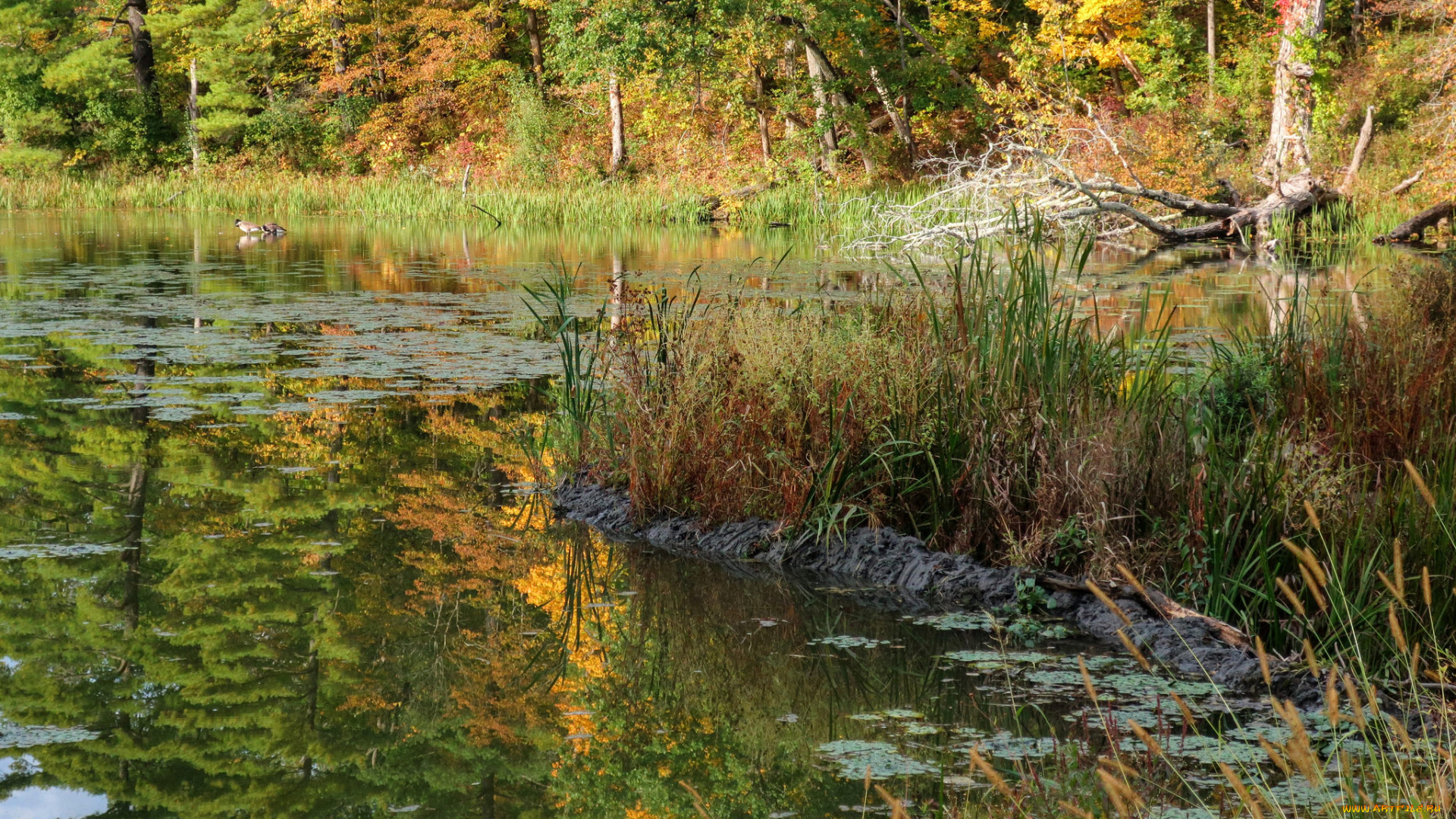 природа, реки, озера, простор