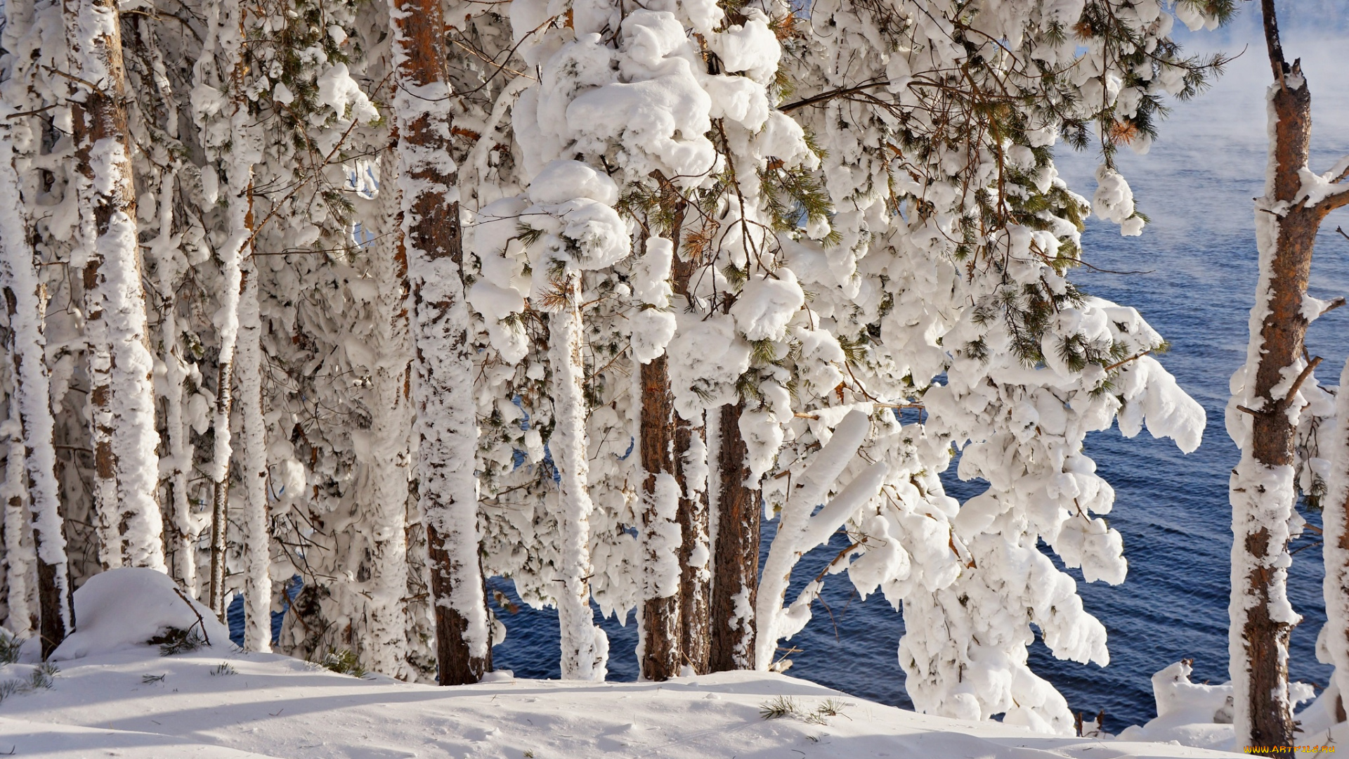 природа, зима, снег, иней, мороз, деревья, лес, река, сосны