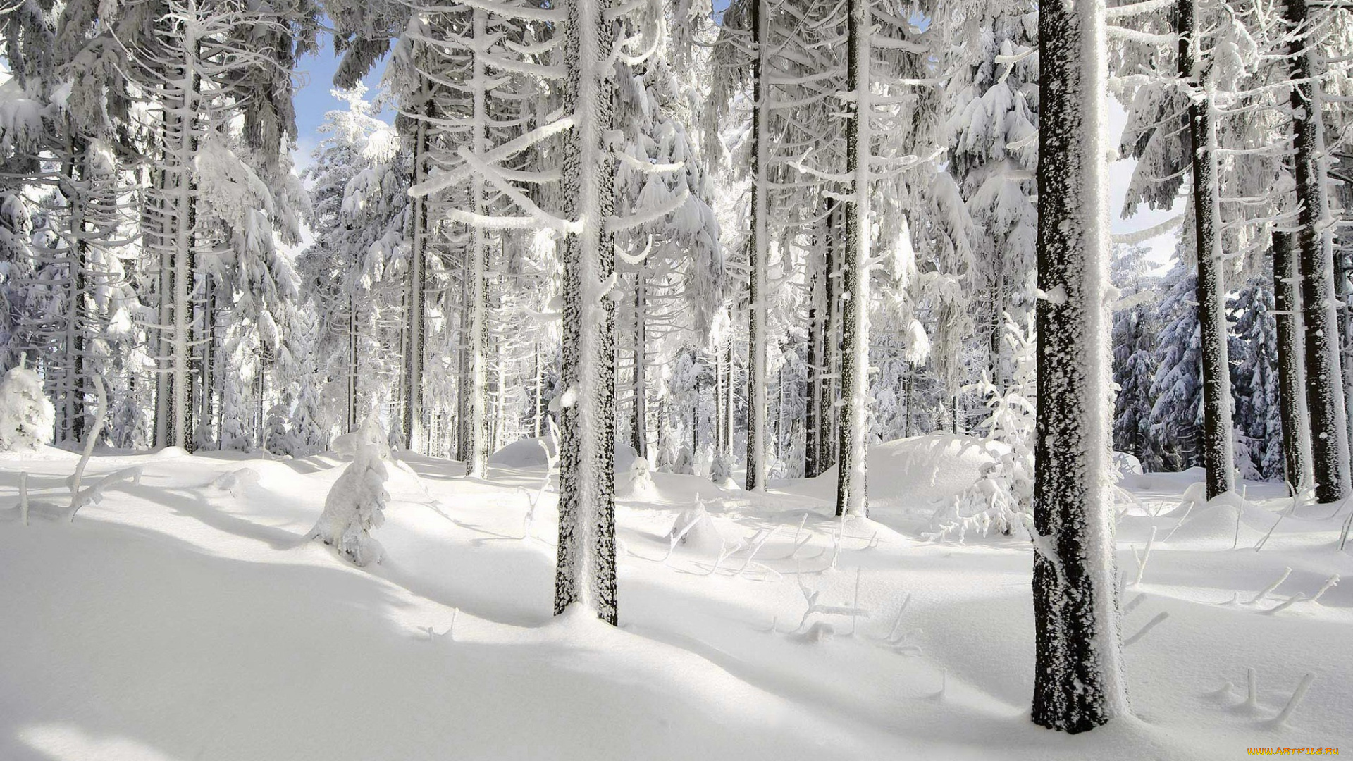 природа, зима, снег, лес