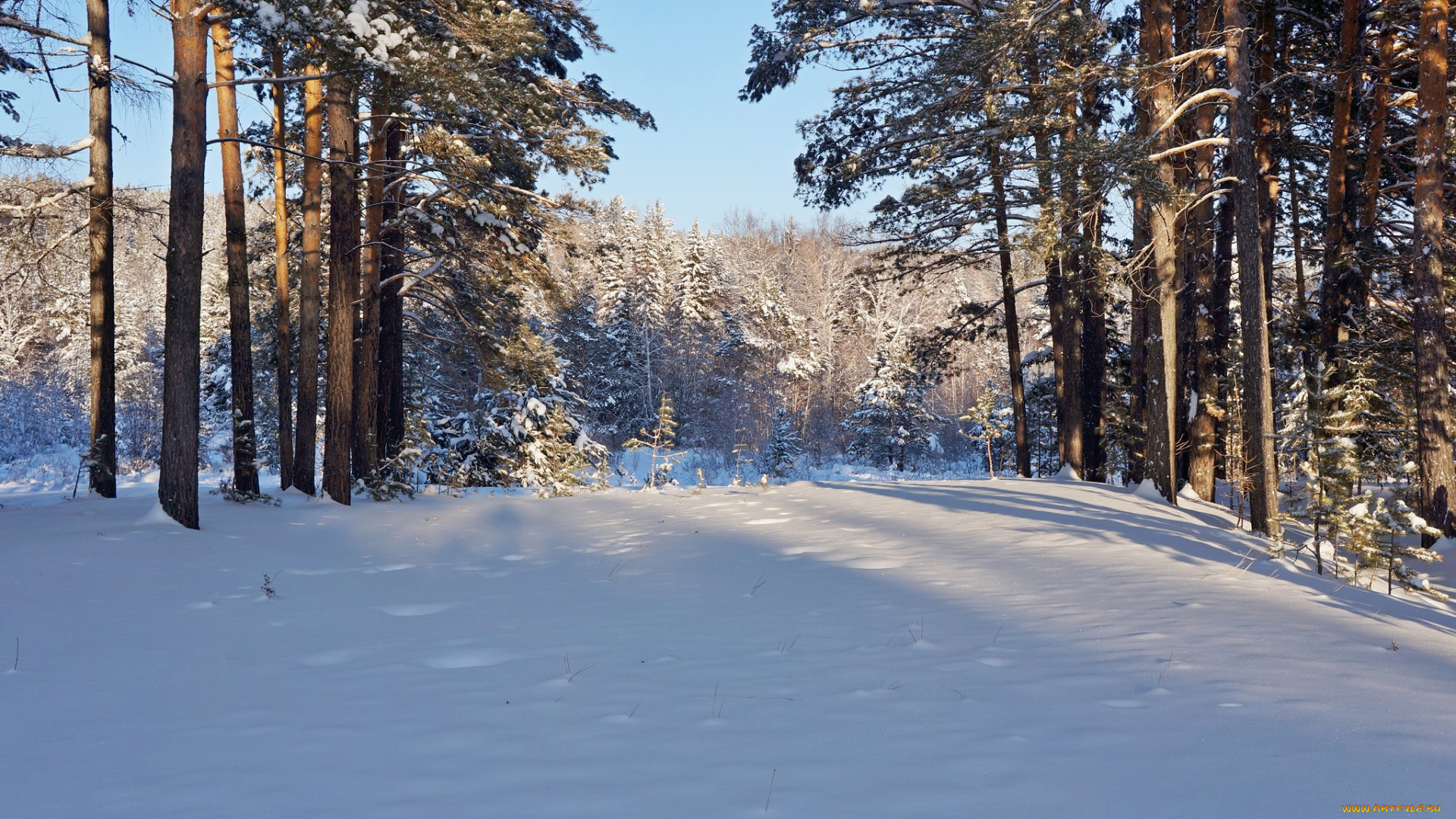 природа, зима, снег, лес, сосны, деревья, мороз, солнце