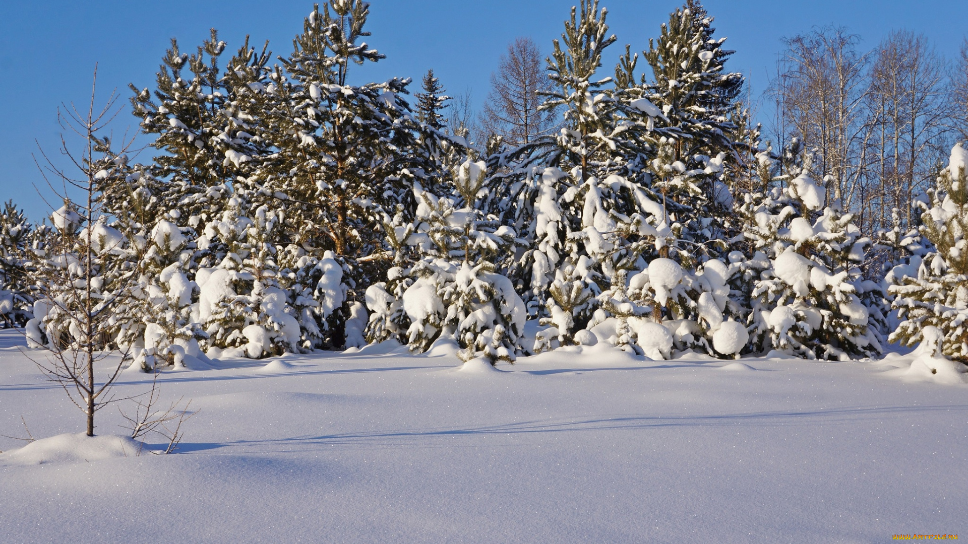 природа, зима, снег, сосны, мороз, деревья, лес