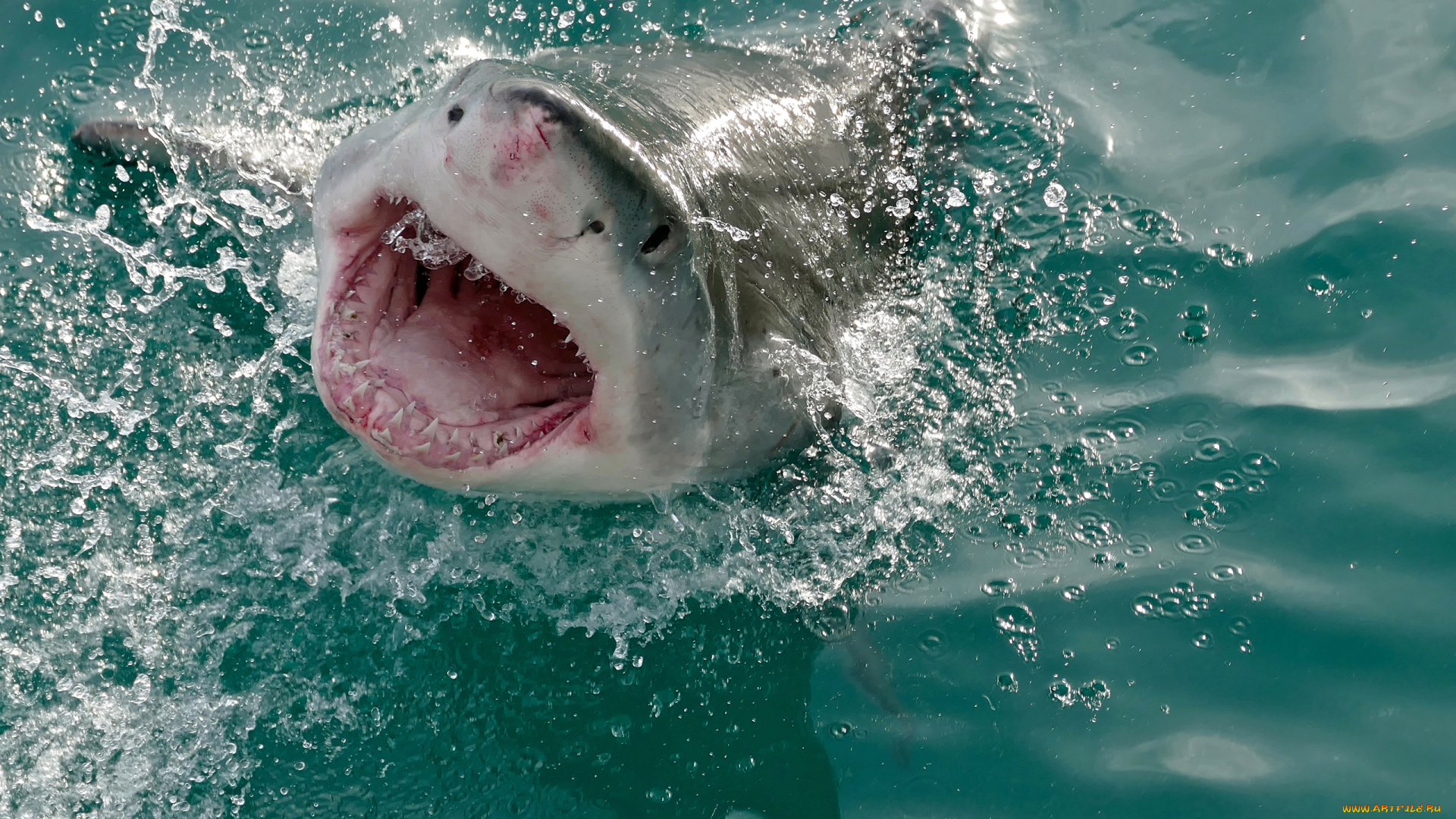 shark, , attack, животные, акулы, shark, attack, челюсти, мир, вода, подводный, акула, рыба