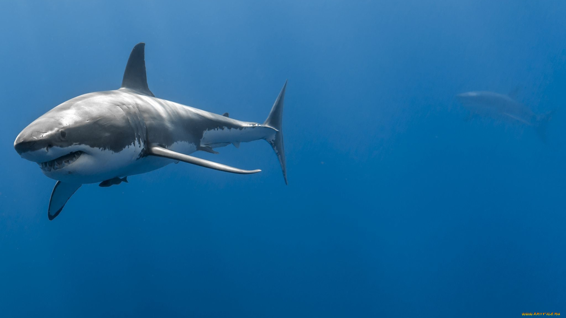 shark, животные, акулы, акула, мир, белая, подводный, вода, рыба