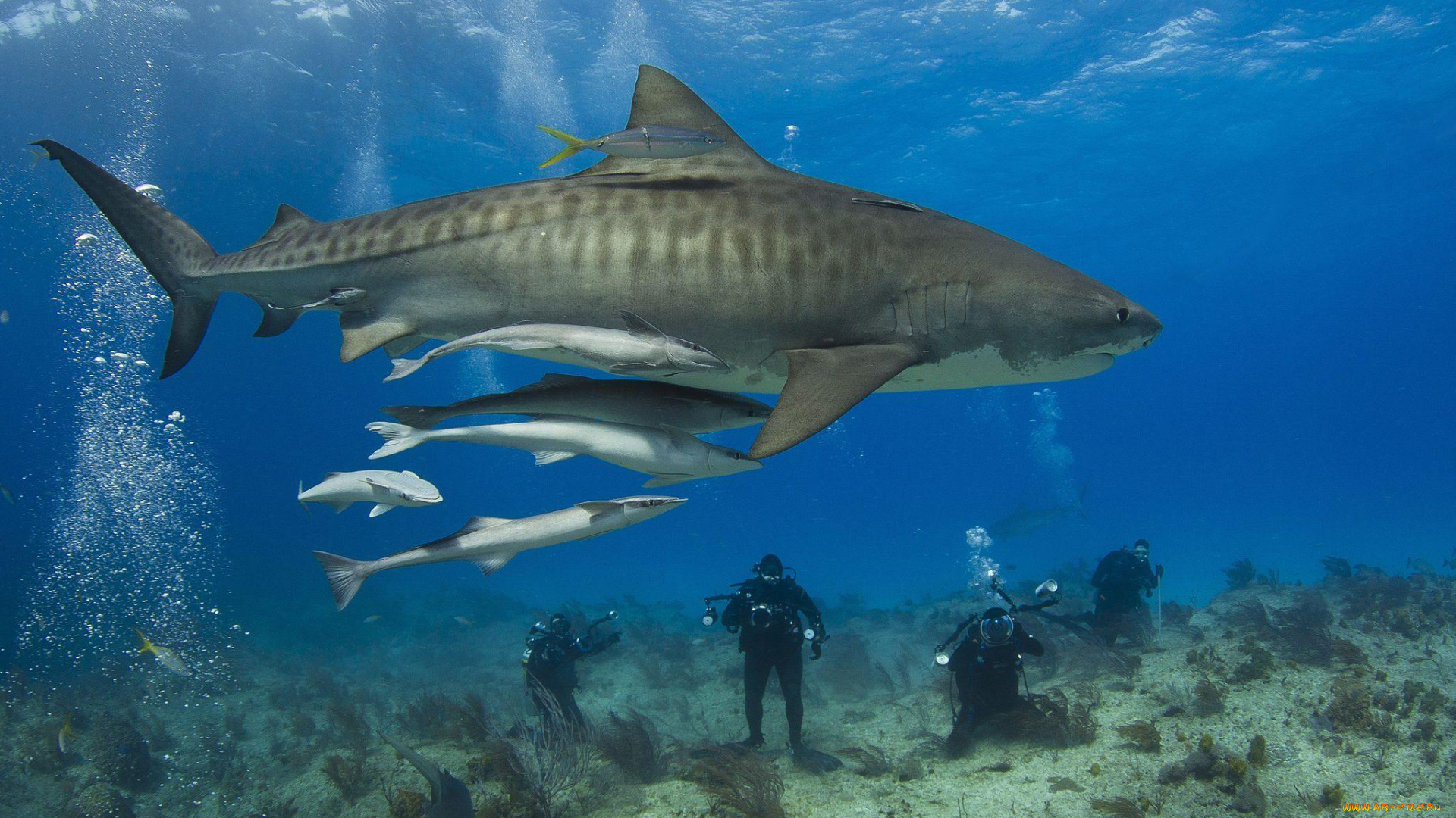 shark, животные, акулы, аквалангисты, вода, рыба, акула, мир, подводный
