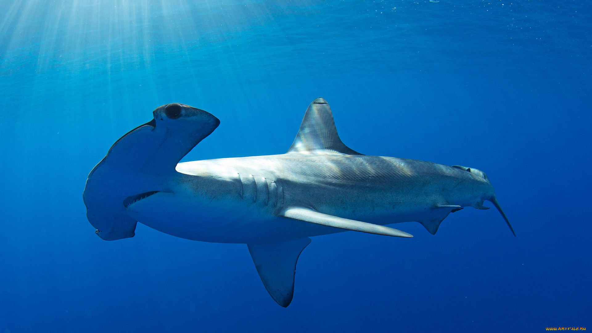 shark, животные, акулы, молот, мир, подводный, вода, акула, рыба