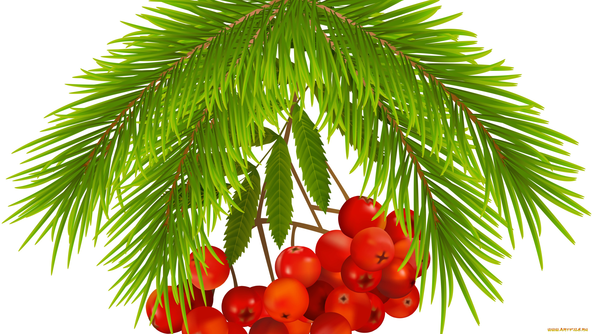 векторная, графика, другое, , other, ветки, ягоды