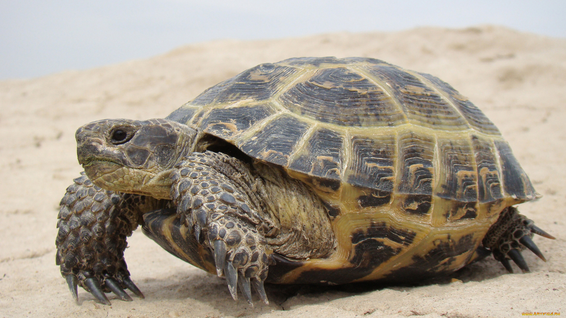 животные, Черепахи, Черепаха, берег, песок, панцирь