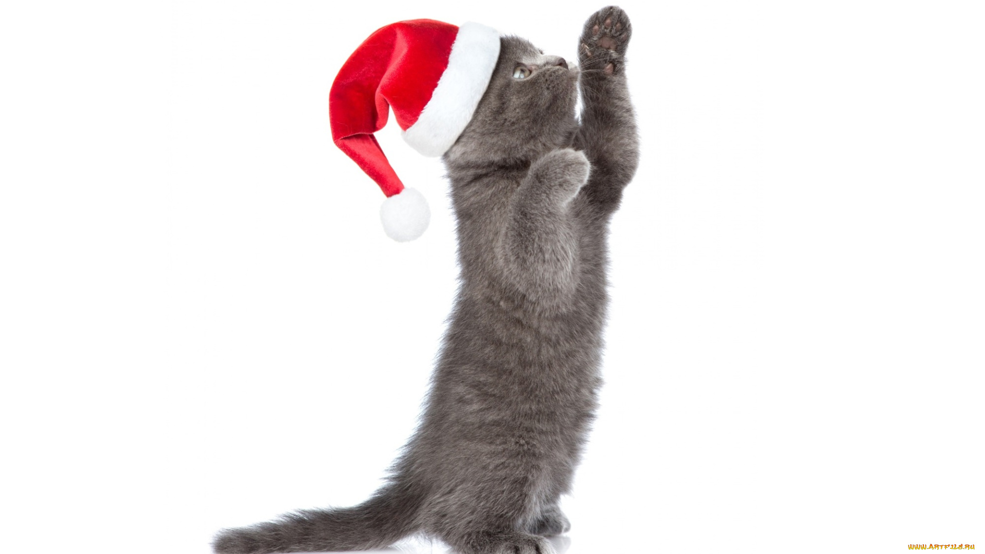 животные, коты, котёнок