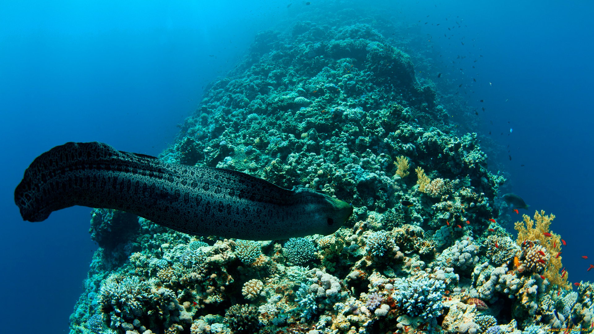 животные, мурены, мир, подводный, белая, вода, shark, мурена, рыба