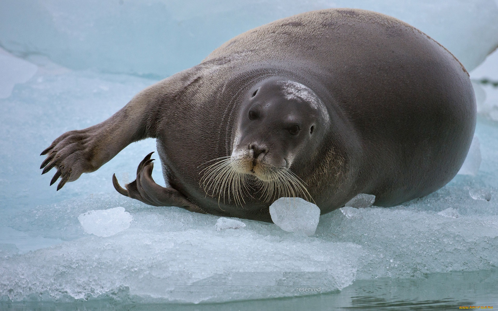 лахтак, животные, тюлени, , морские, львы, , морские, котики, морской, заяц, тюлень, млекопитающее