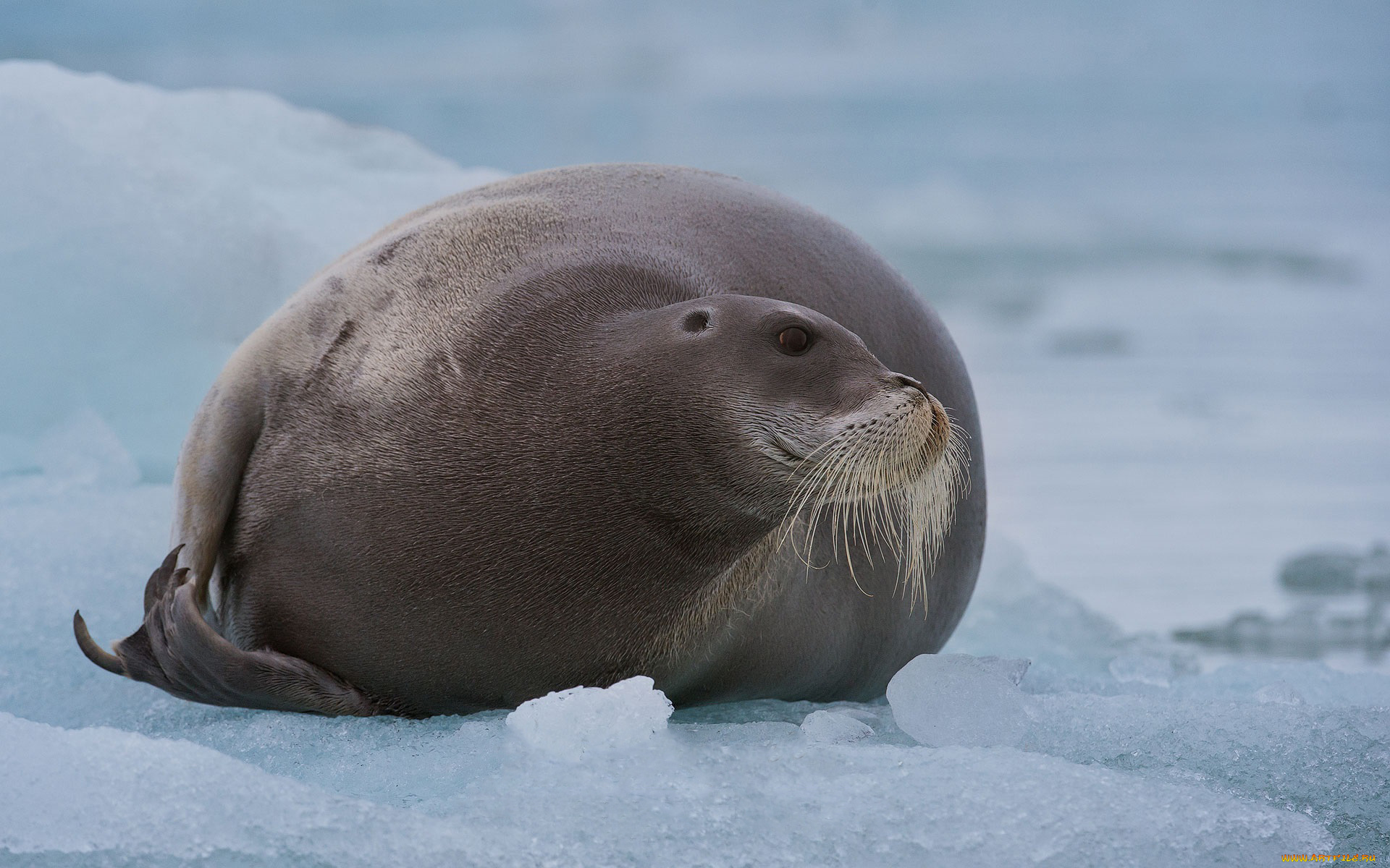 лахтак, животные, тюлени, , морские, львы, , морские, котики, морской, заяц, тюлень, млекопитающее