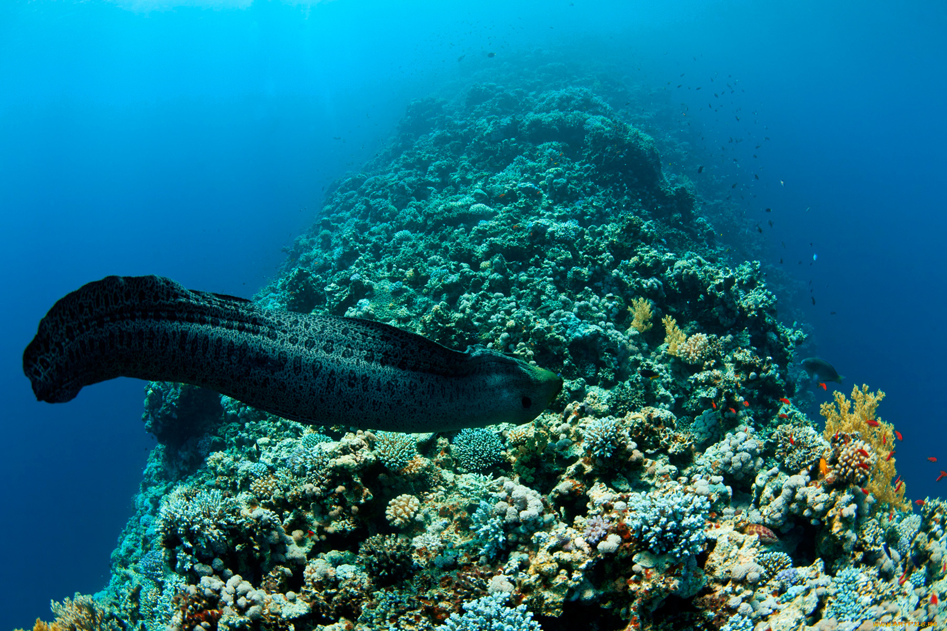 животные, мурены, мир, подводный, белая, вода, shark, мурена, рыба