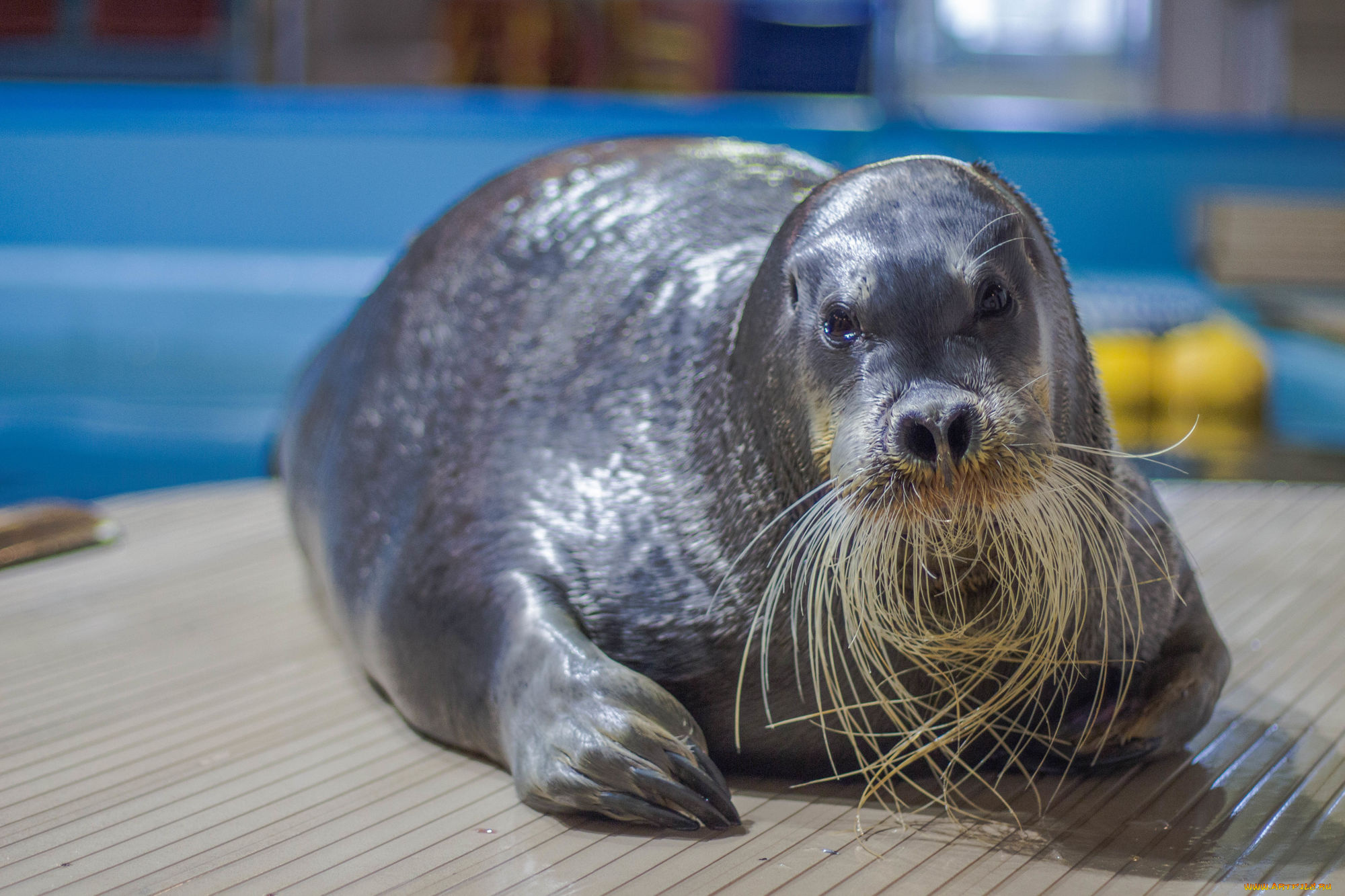 лахтак, животные, тюлени, , морские, львы, , морские, котики, морской, заяц, тюлень, млекопитающее