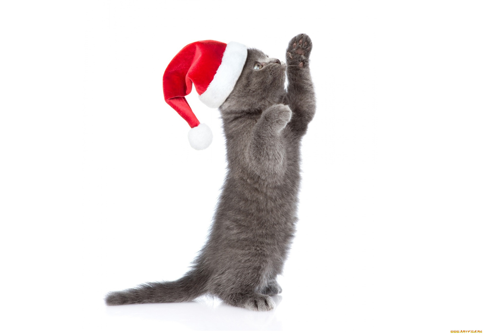 животные, коты, котёнок