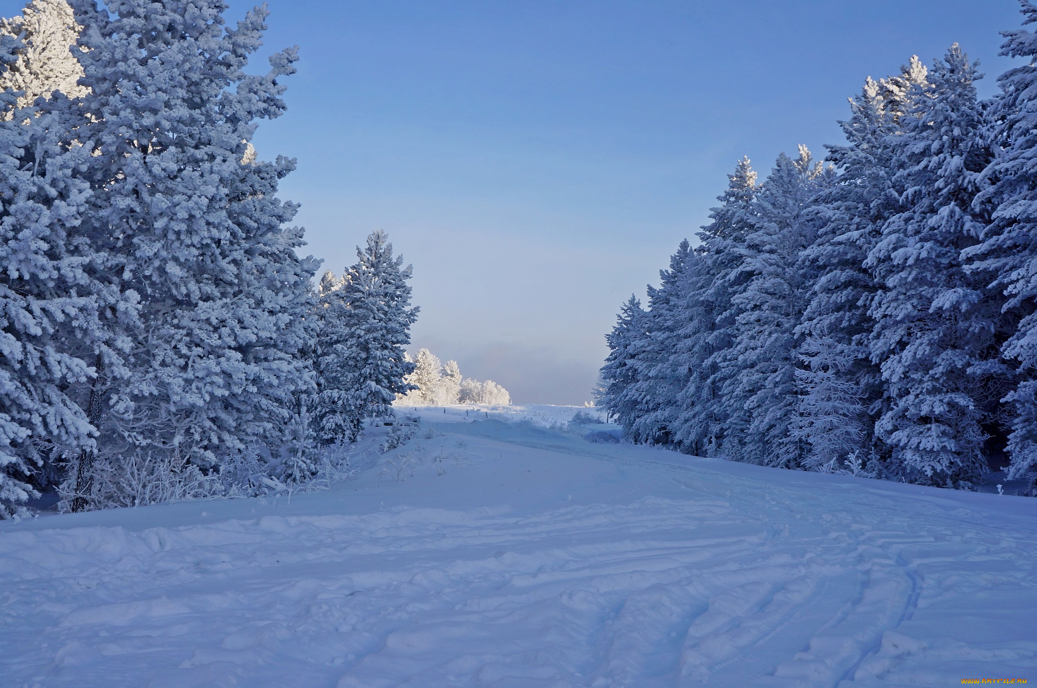 природа, зима, лес, иней, елки, снег, деревья, мороз