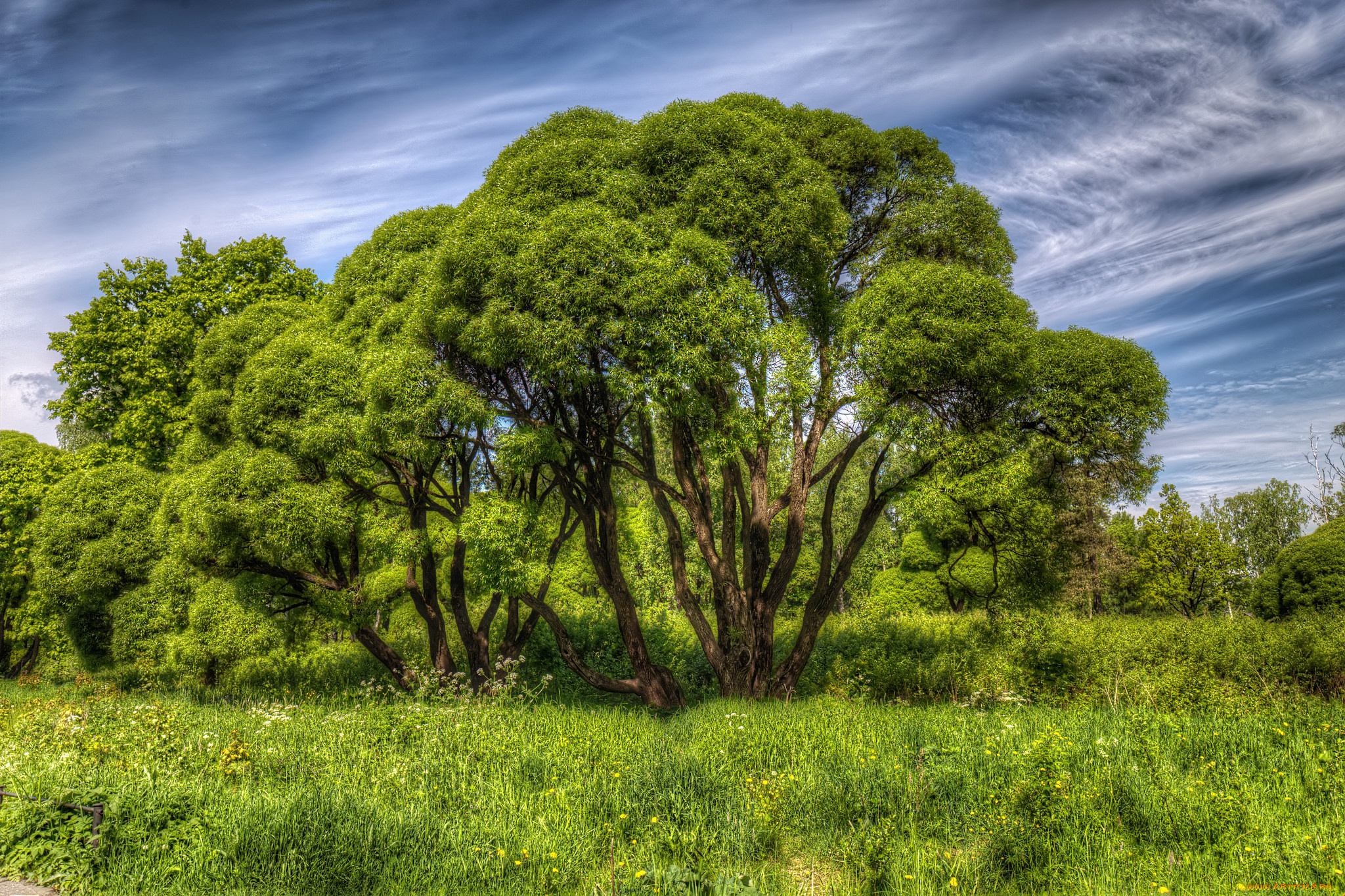 природа, деревья, простор